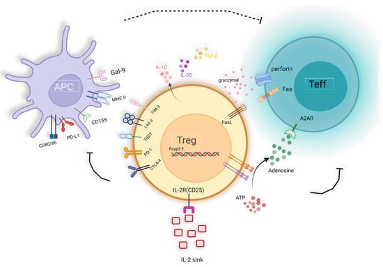 IJMS | Free Full-Text | Complex Role of Regulatory T Cells (Tregs) in ...