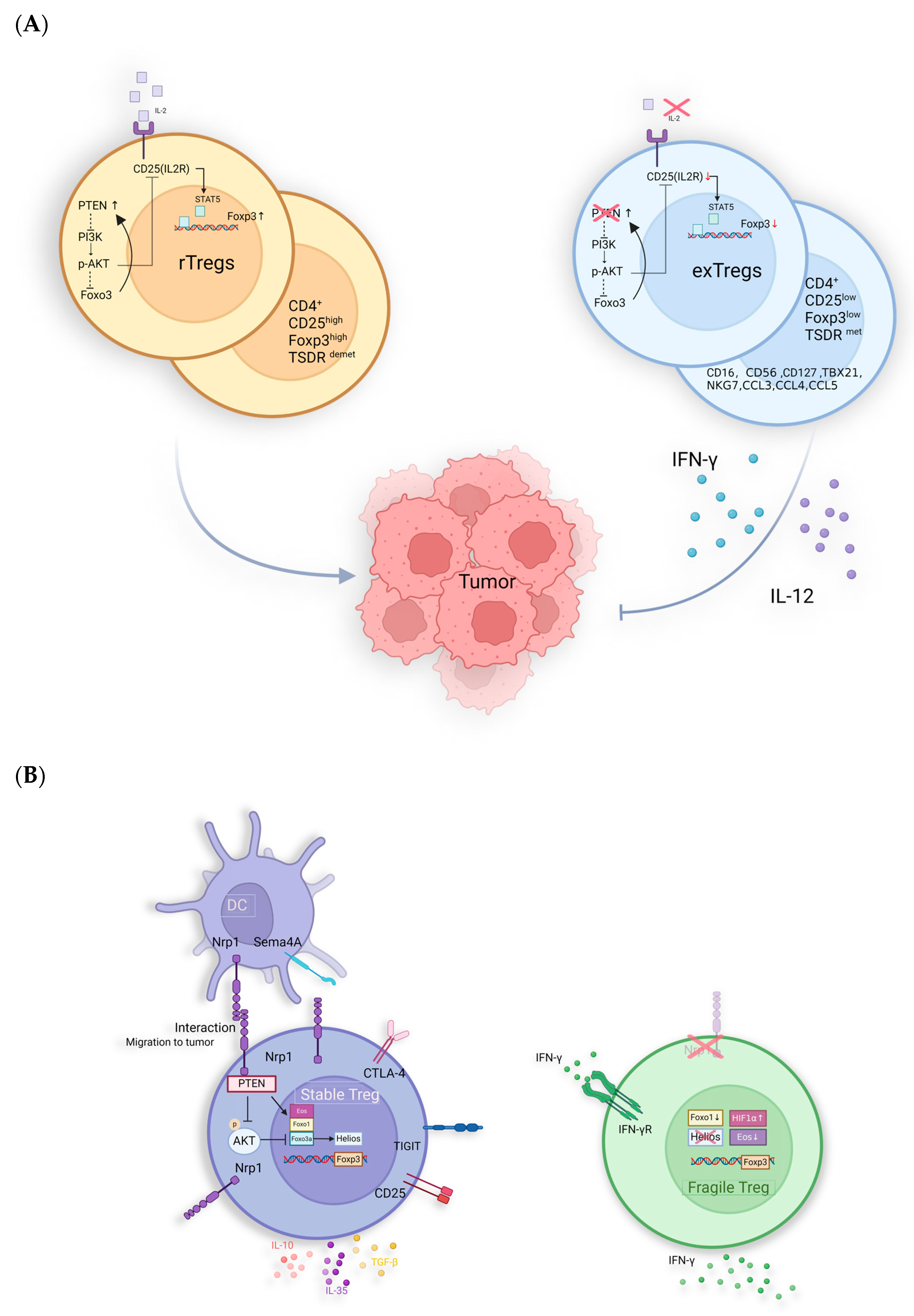 Ijms 25 07346 g004 Ijms 25 07346 g004