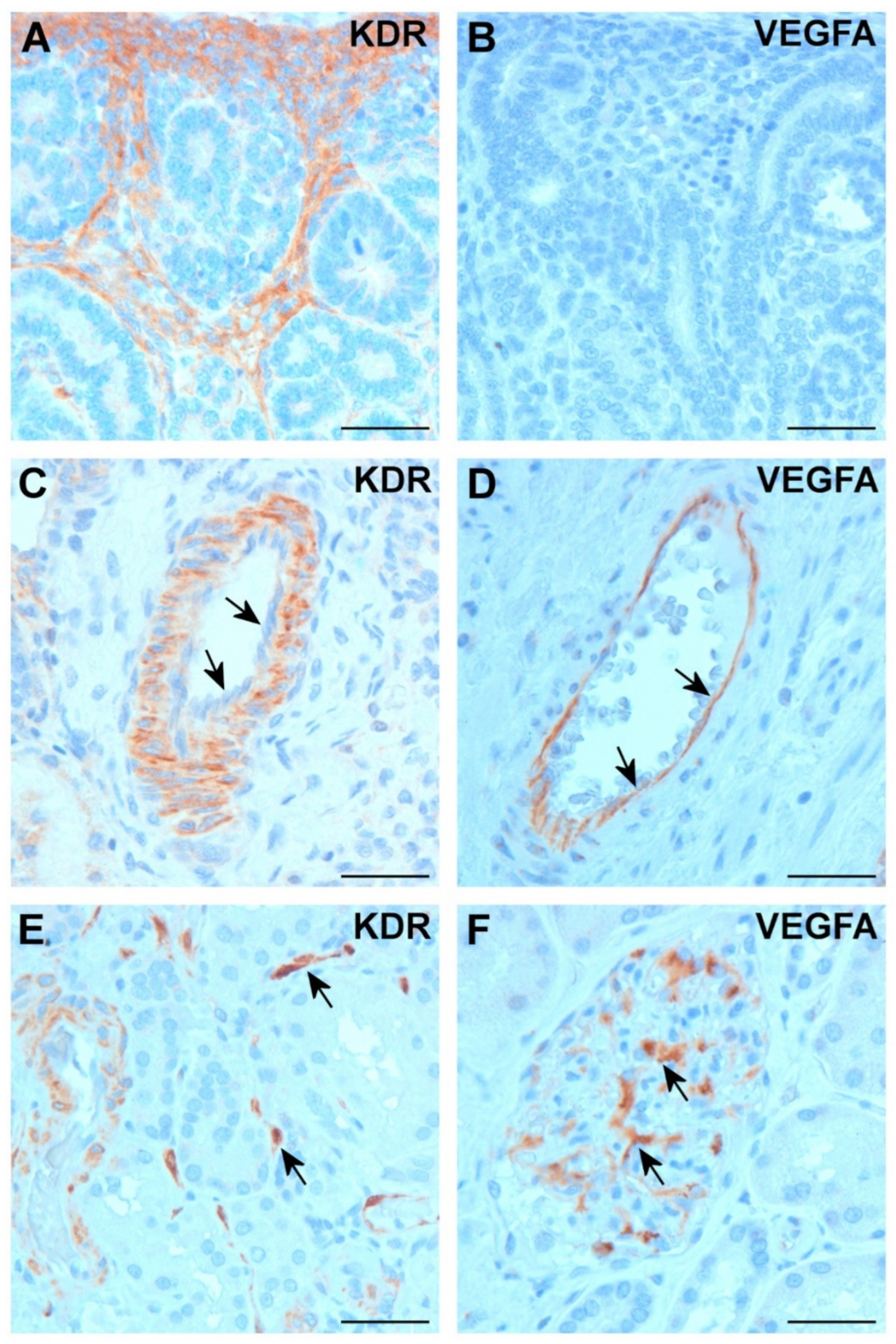 Ijms 25 07359 g002 Ijms 25 07359 g002