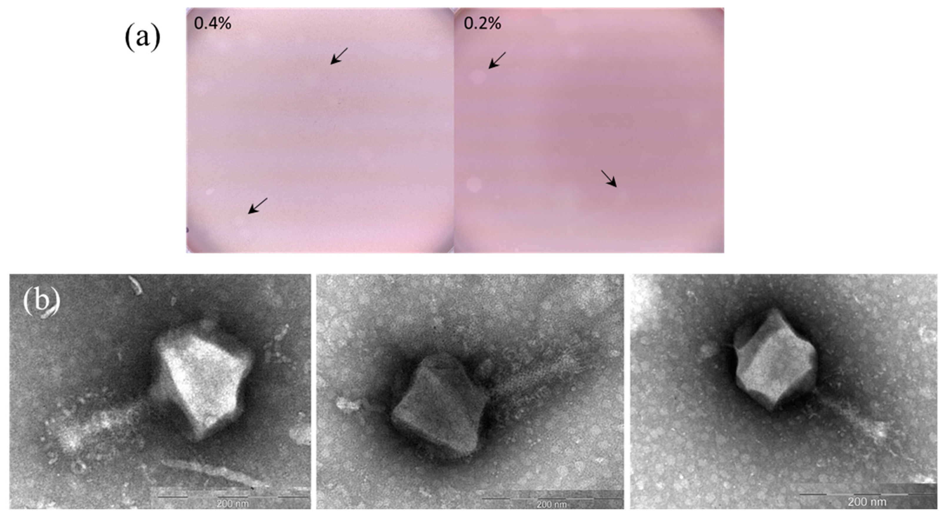 Ijms 25 07388 g001 Ijms 25 07388 g001