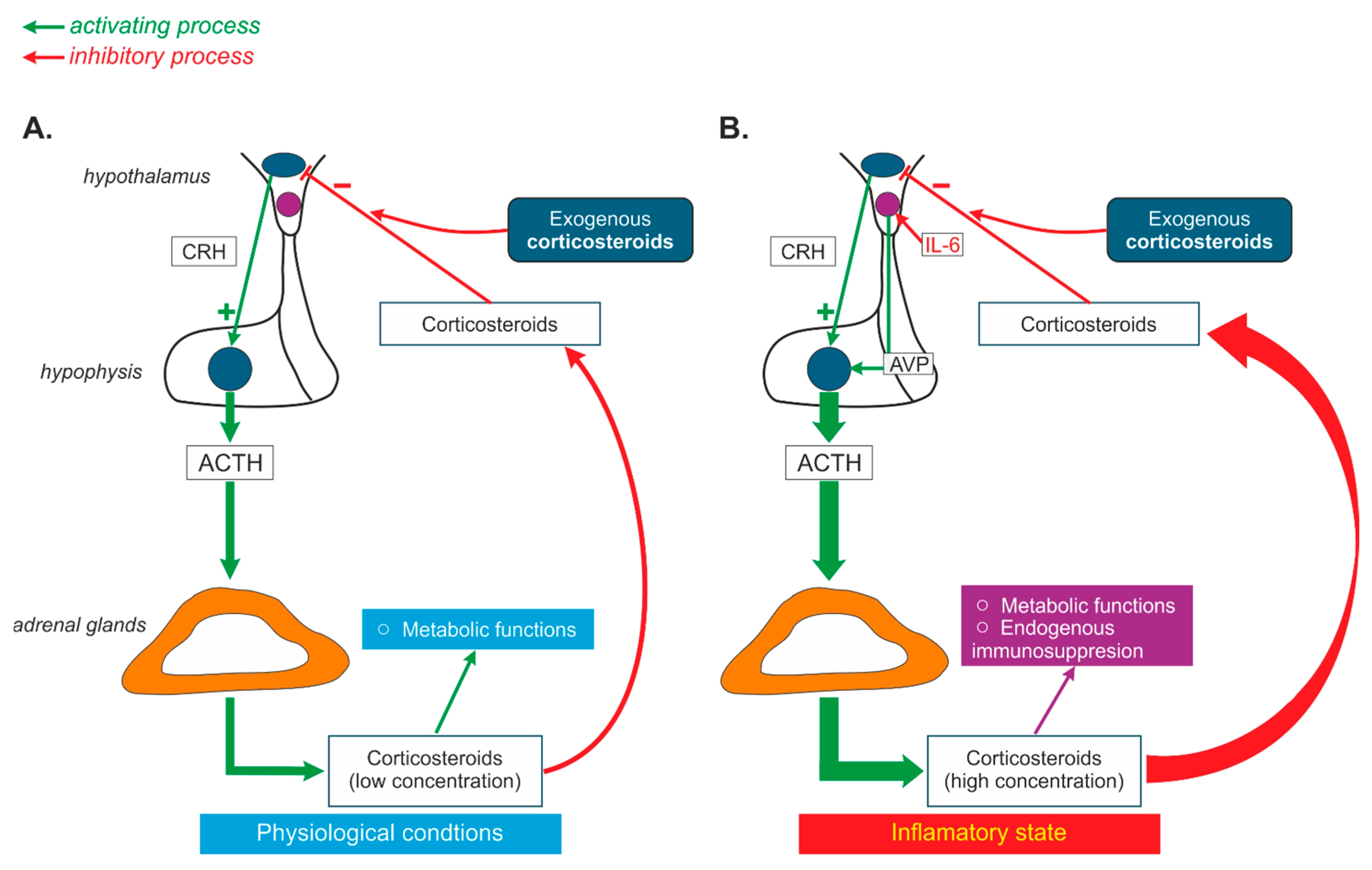 IJMS | Free Full-Text | The Interaction of Vasopressin with Hormones of ...