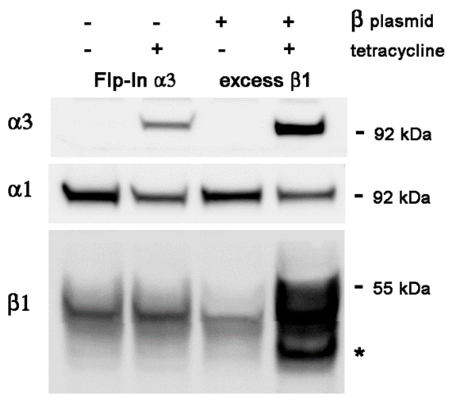 Ijms 25 07414 g004 Ijms 25 07414 g004