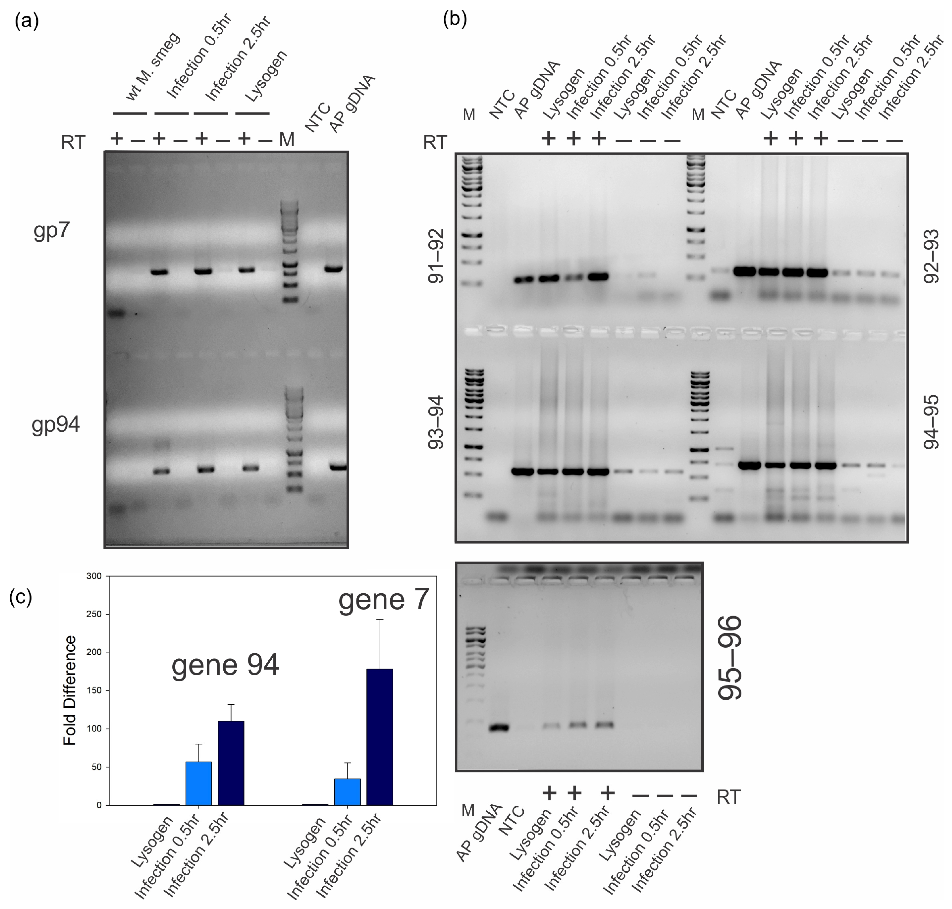 Ijms 25 07466 g006 Ijms 25 07466 g006