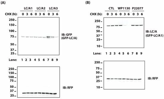 The Degradation of Botulinum Neurotoxin Light Chains Using PROTACs.