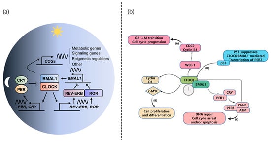 IJMS Free Full Text Natural Compounds for Preventing Age  