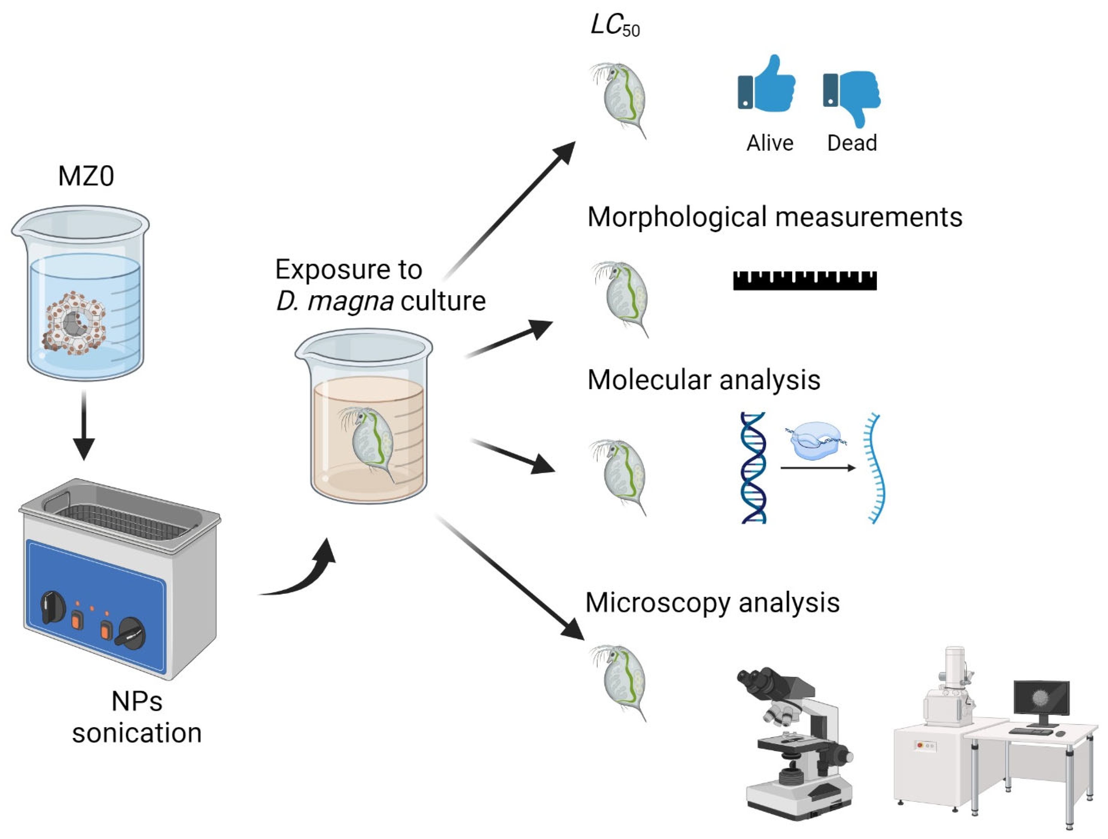 Ijms 25 07542 sch001