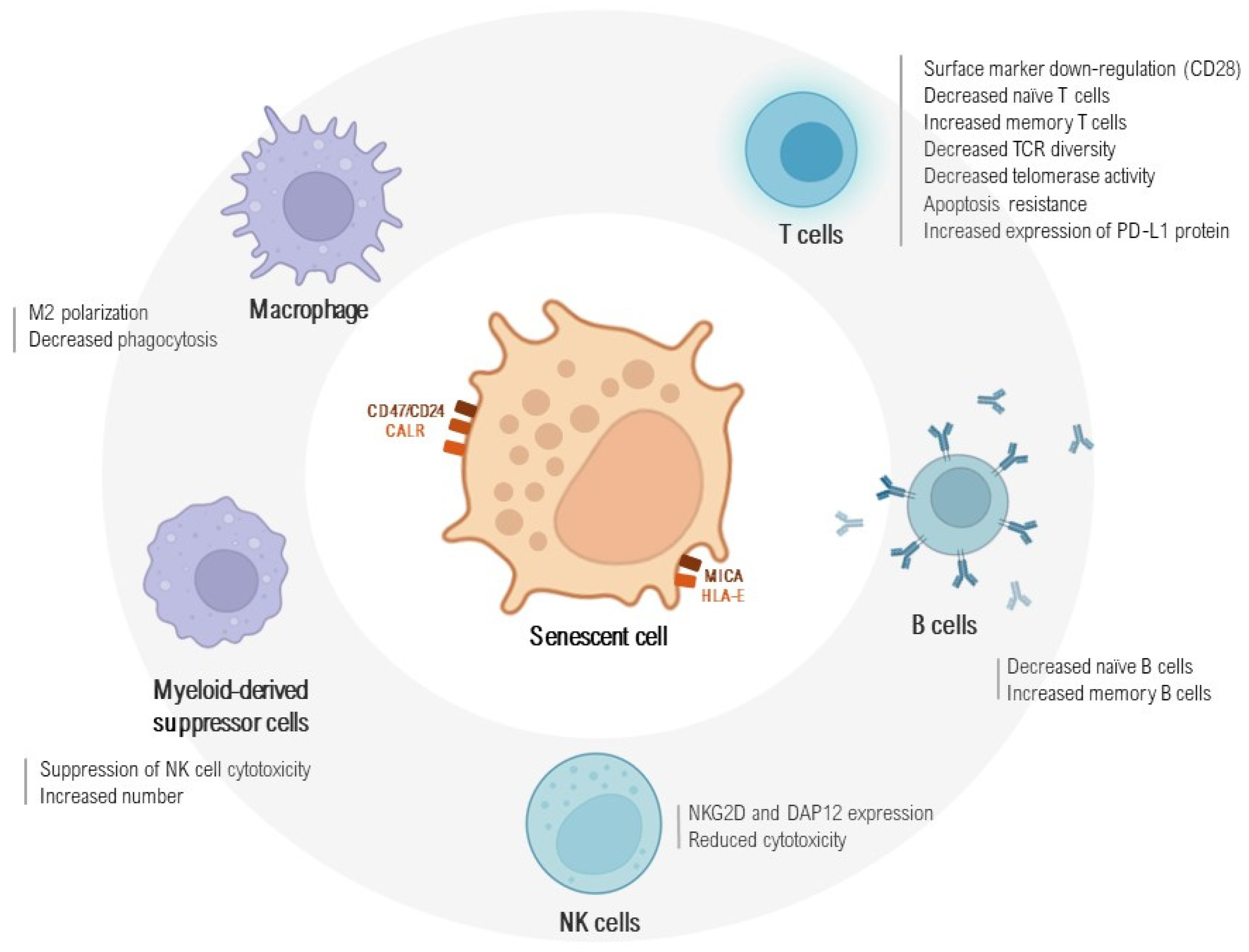 Ijms 25 07554 g002 Ijms 25 07554 g002