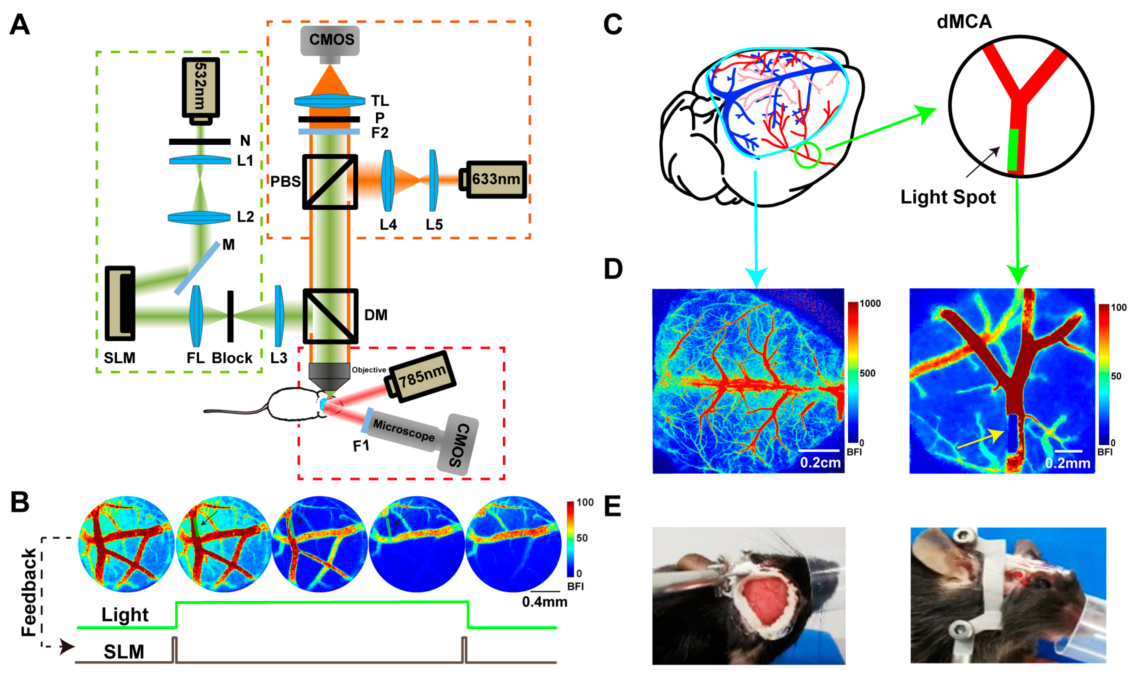Ijms 25 07557 g008 Ijms 25 07557 g008