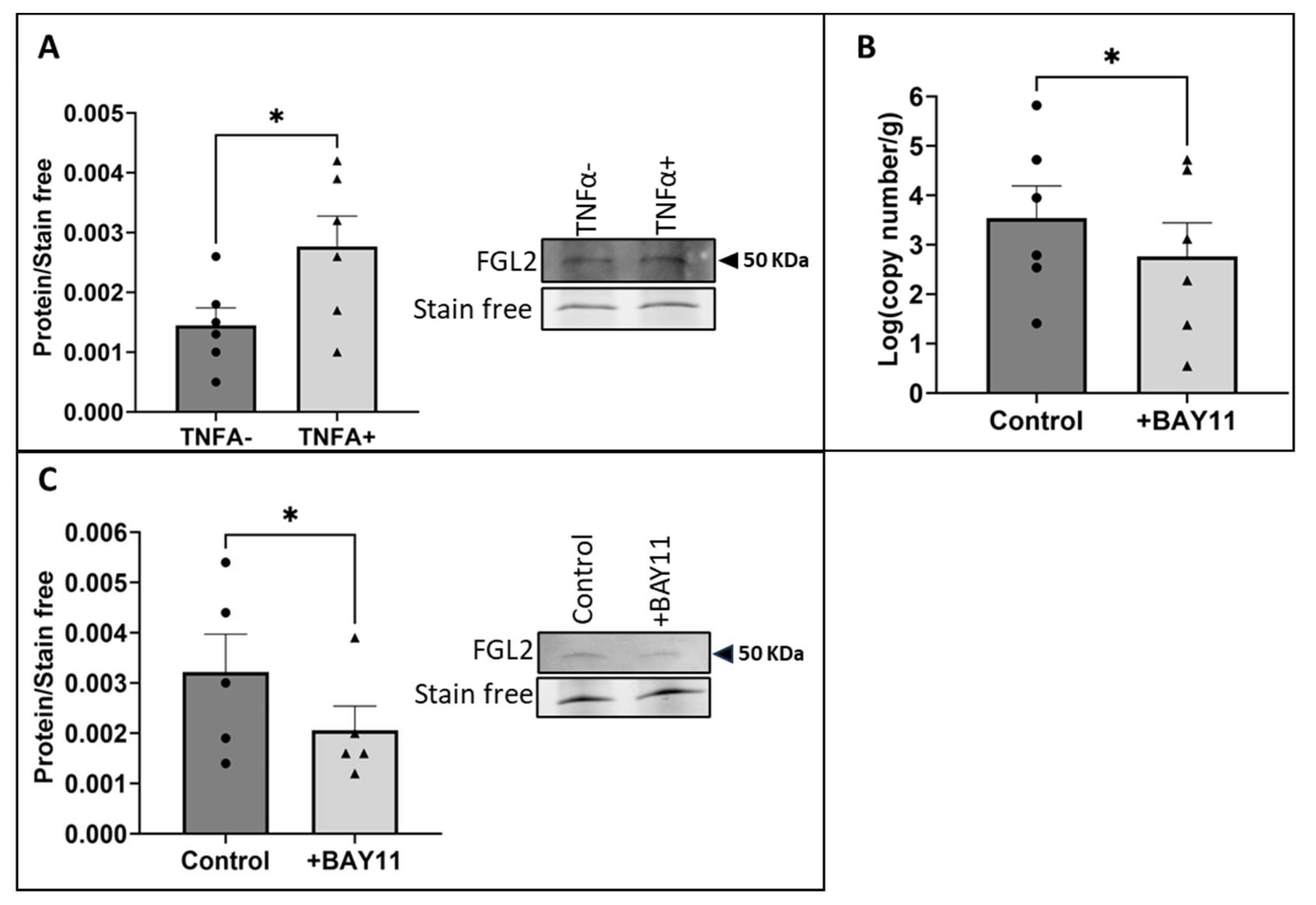 Ijms 25 07638 g003 Ijms 25 07638 g003