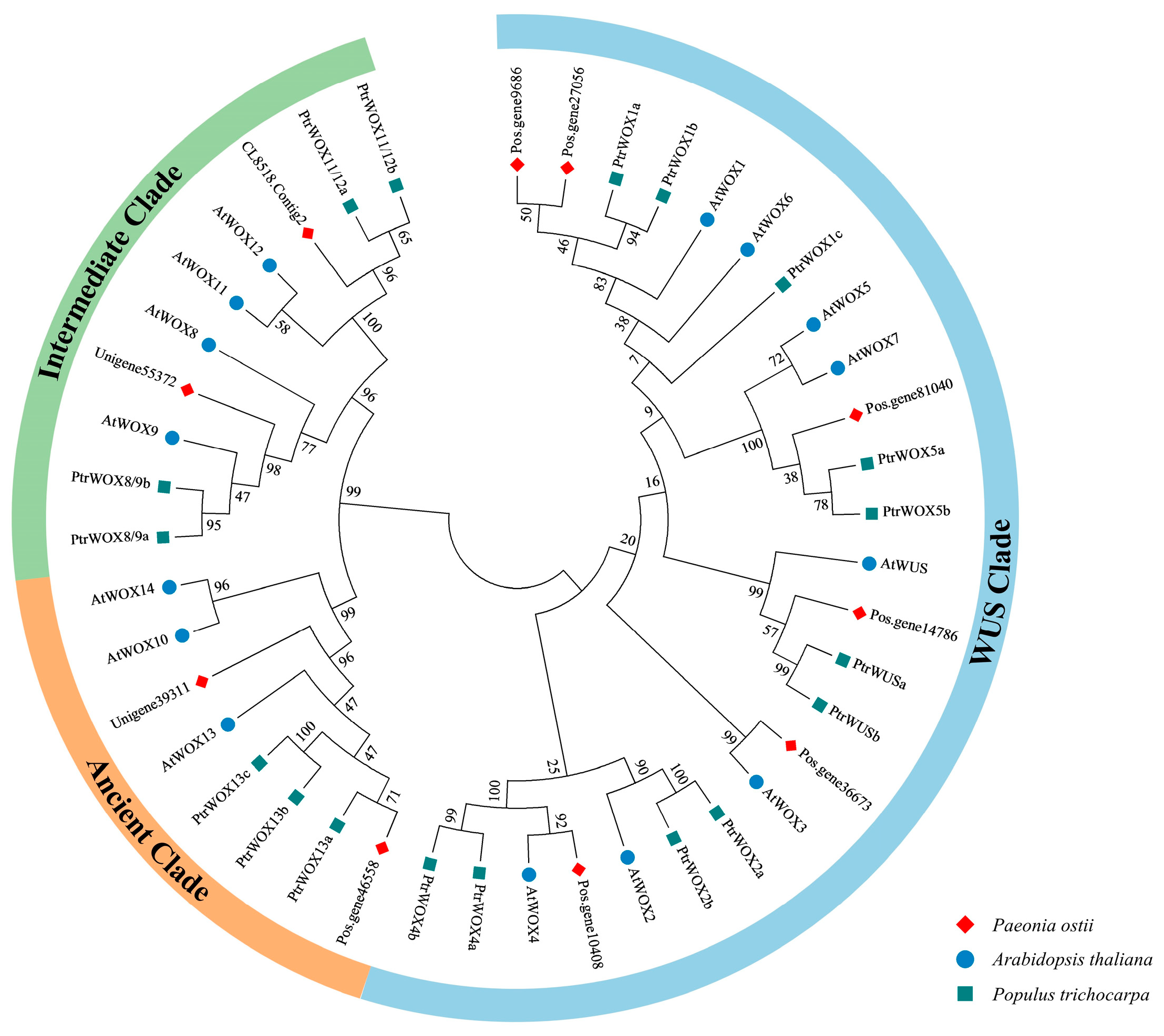 Ijms 25 07668 g001 Ijms 25 07668 g001