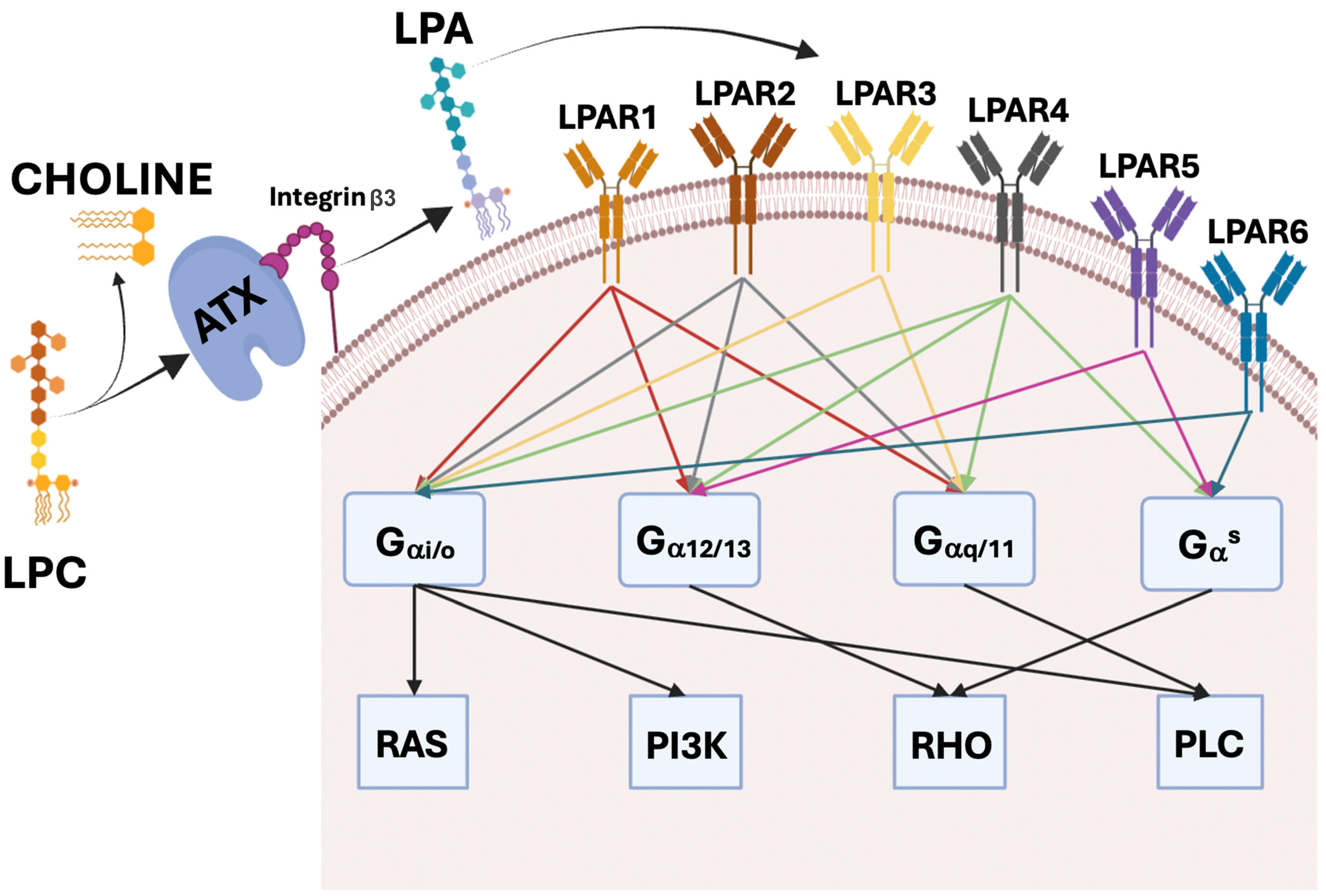 Ijms 25 07737 g001 Ijms 25 07737 g001