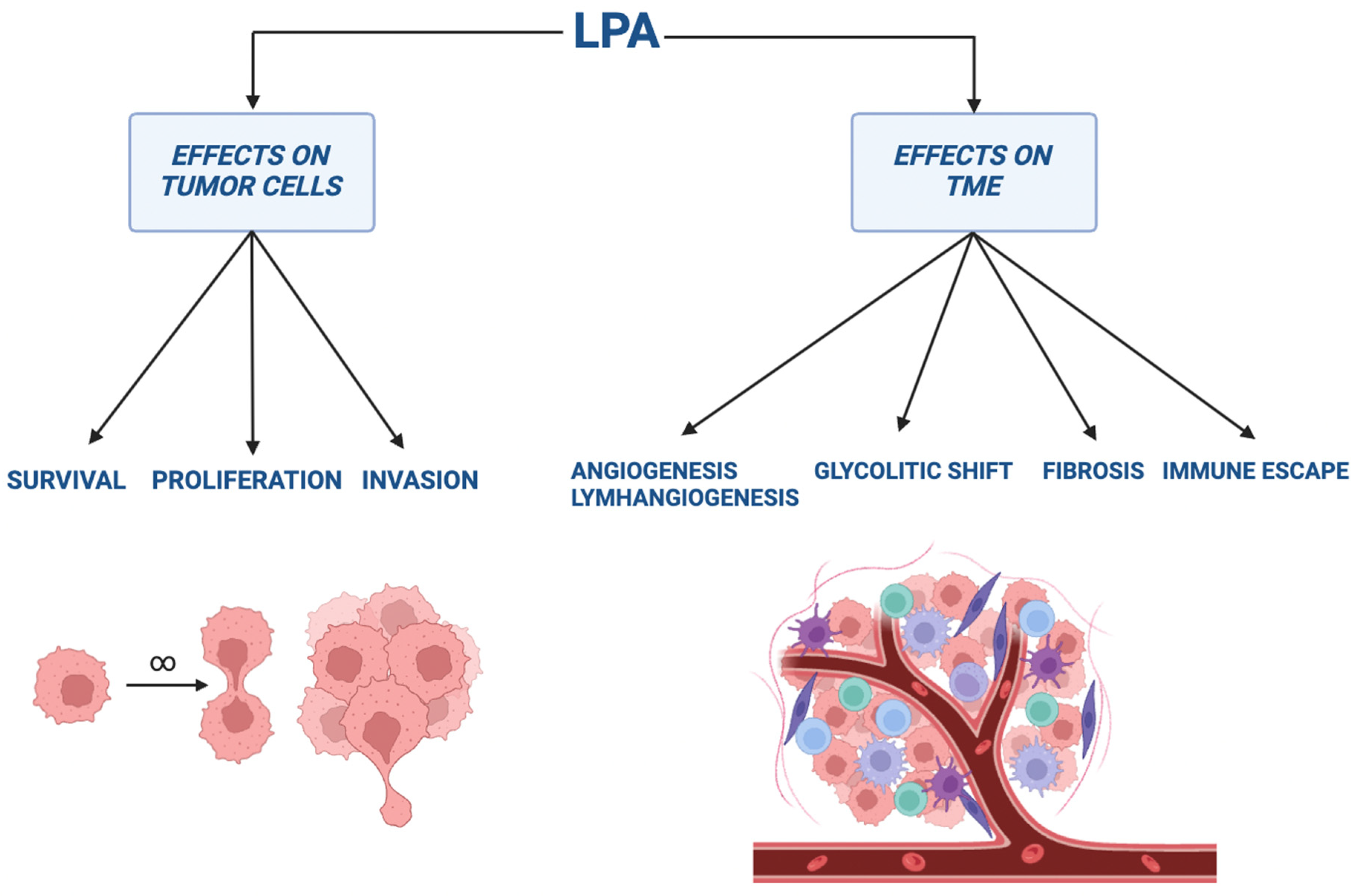 Ijms 25 07737 g002 Ijms 25 07737 g002
