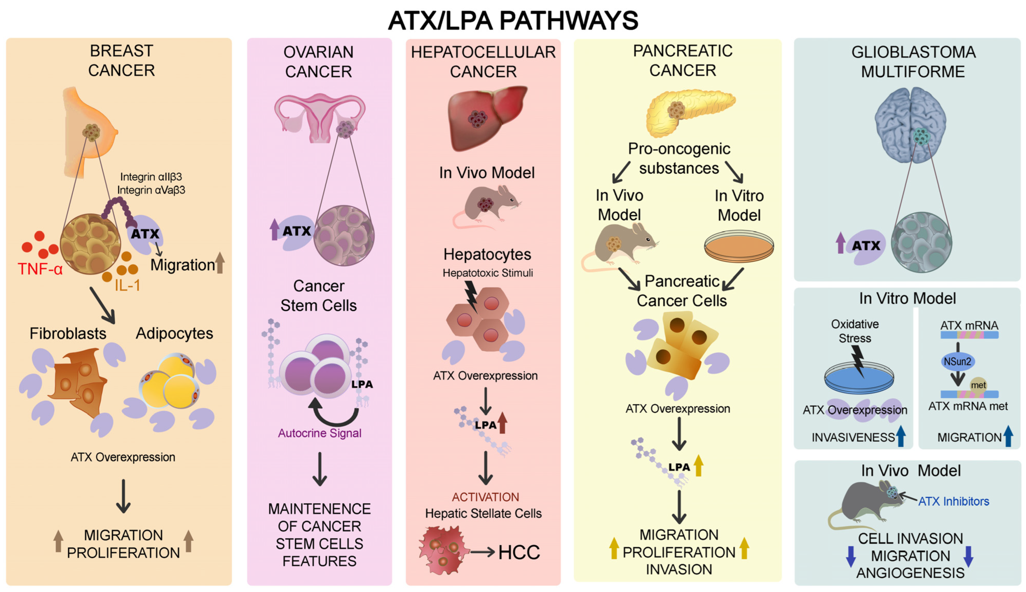 Ijms 25 07737 g003 Ijms 25 07737 g003