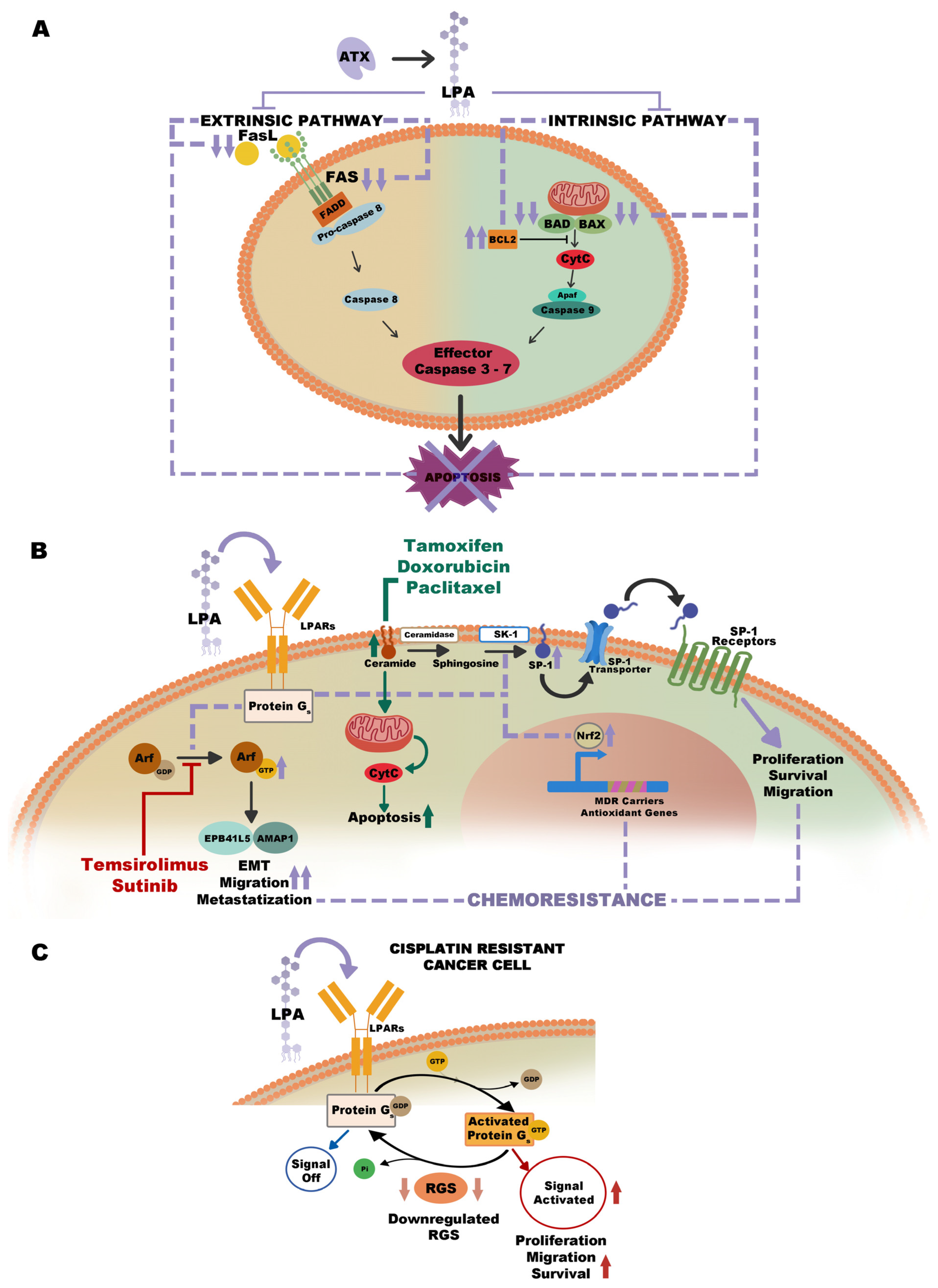 Ijms 25 07737 g004 Ijms 25 07737 g004