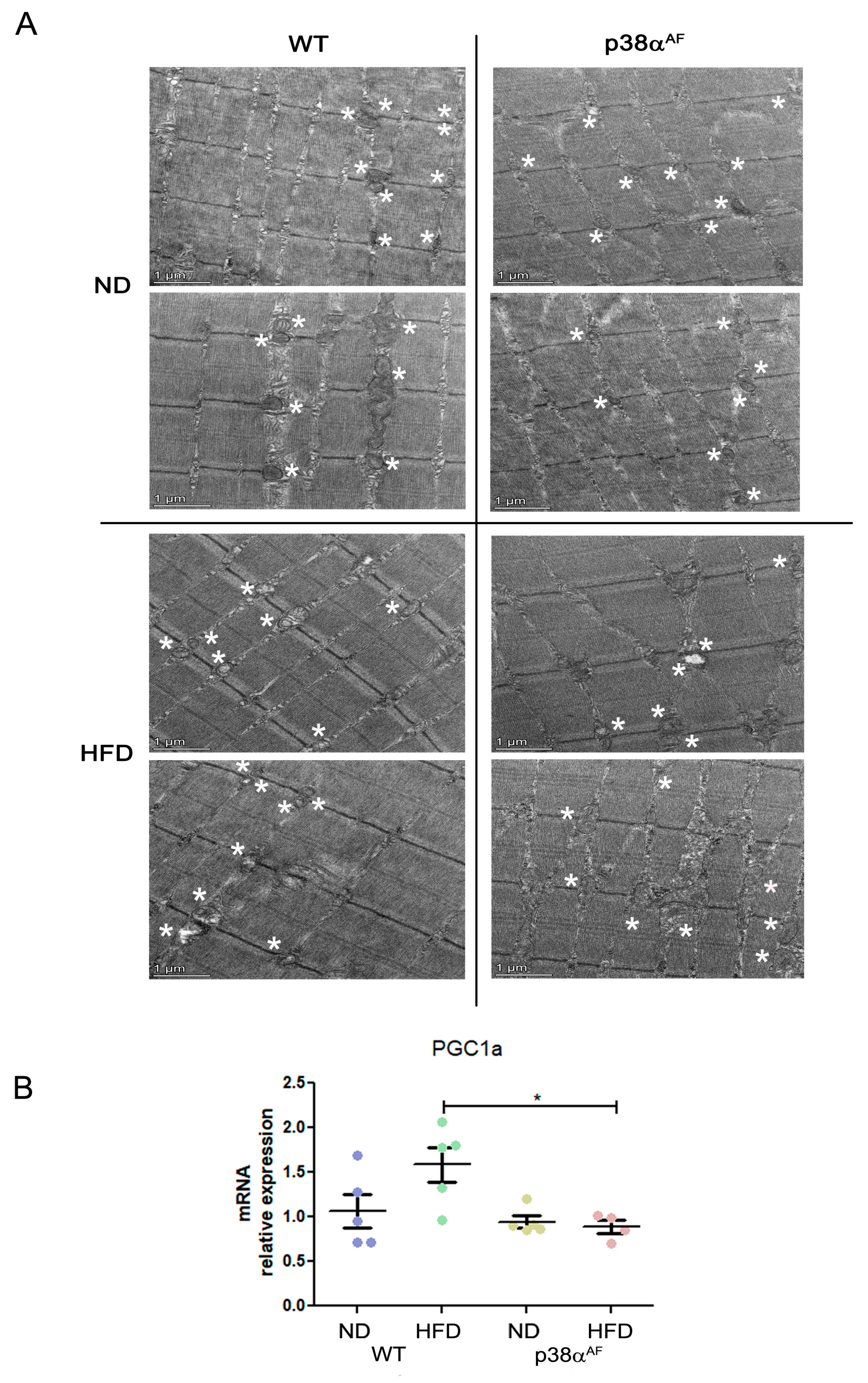 Ijms 25 07789 g005 Ijms 25 07789 g005