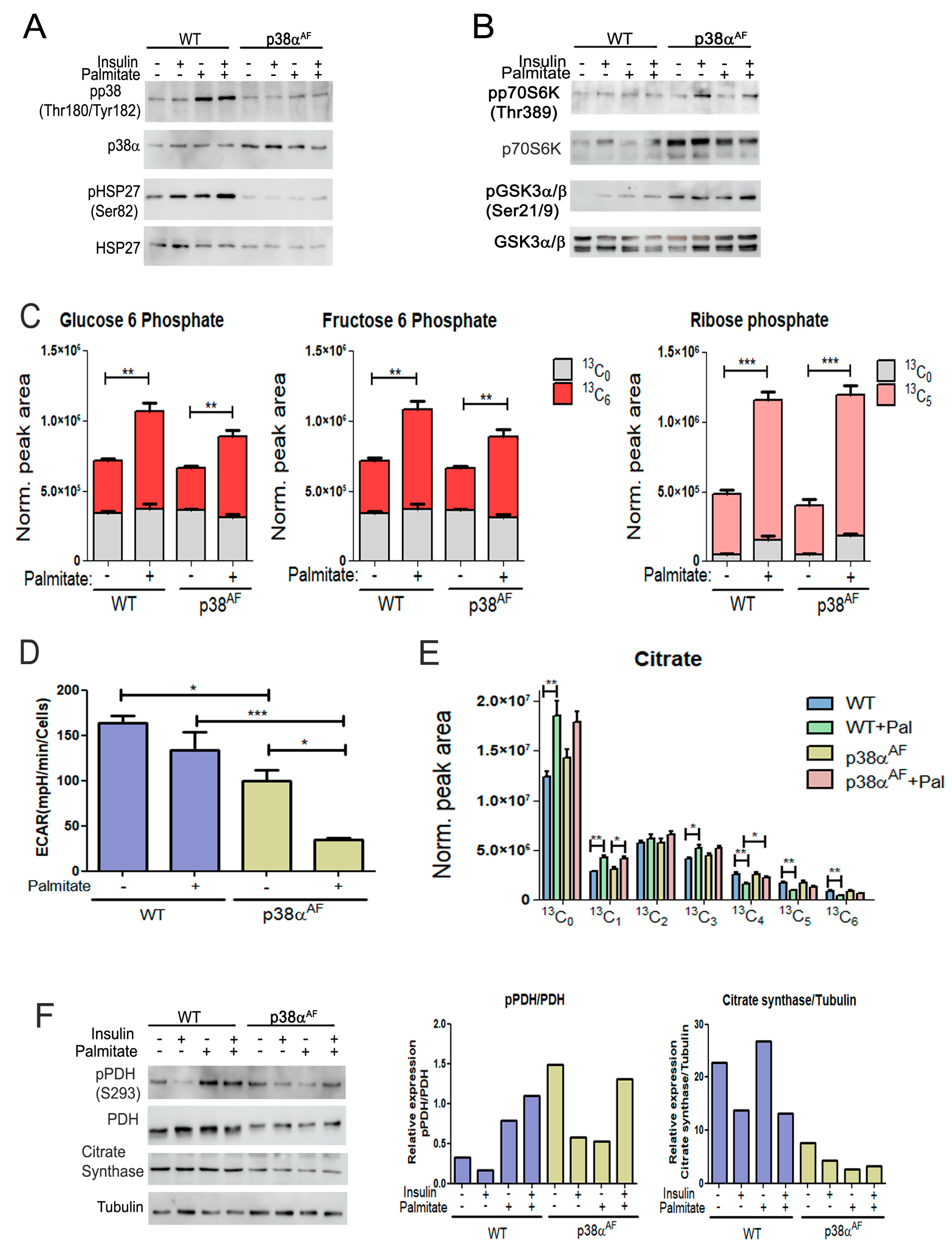 Ijms 25 07789 g006 Ijms 25 07789 g006