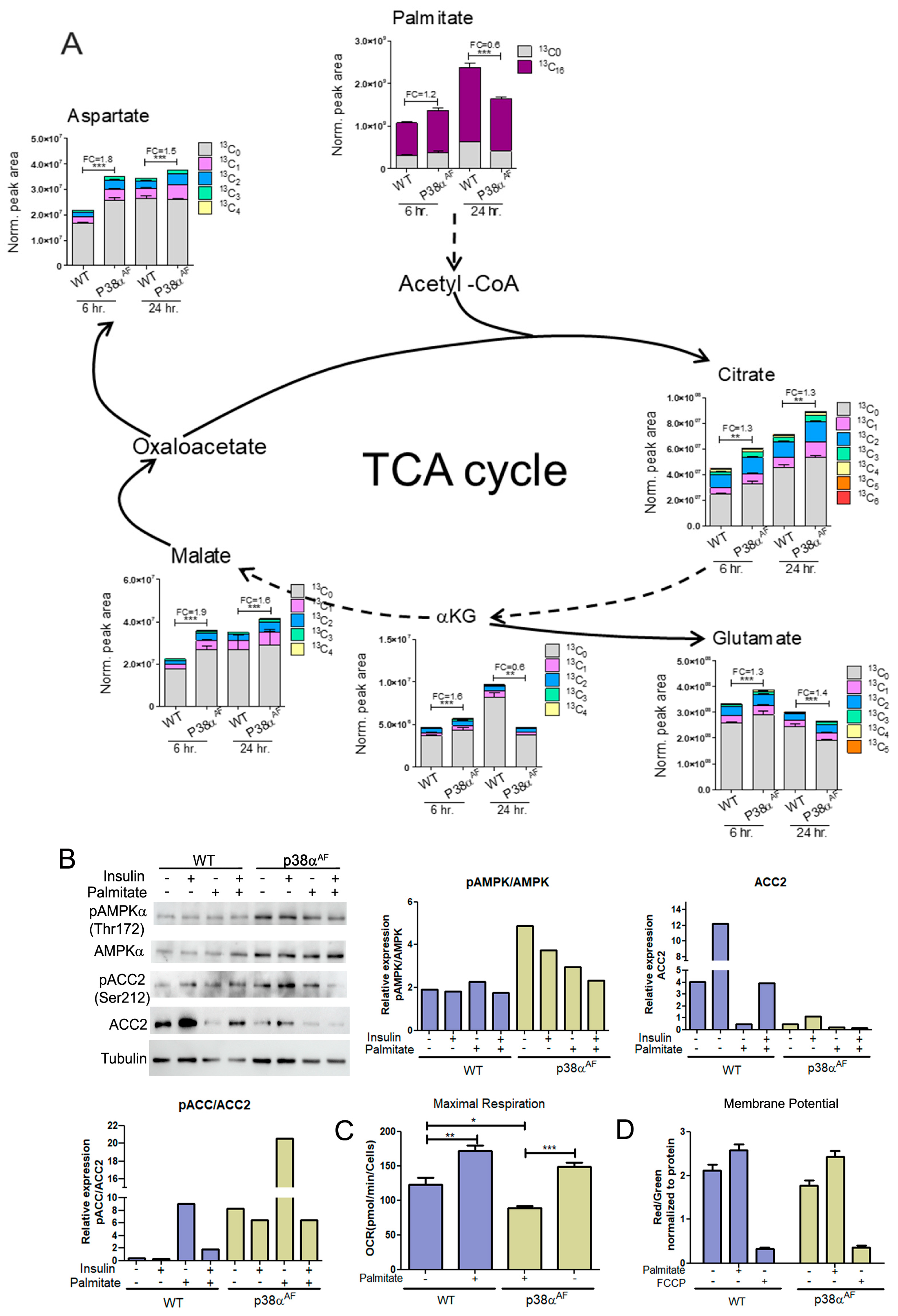 Ijms 25 07789 g007 Ijms 25 07789 g007