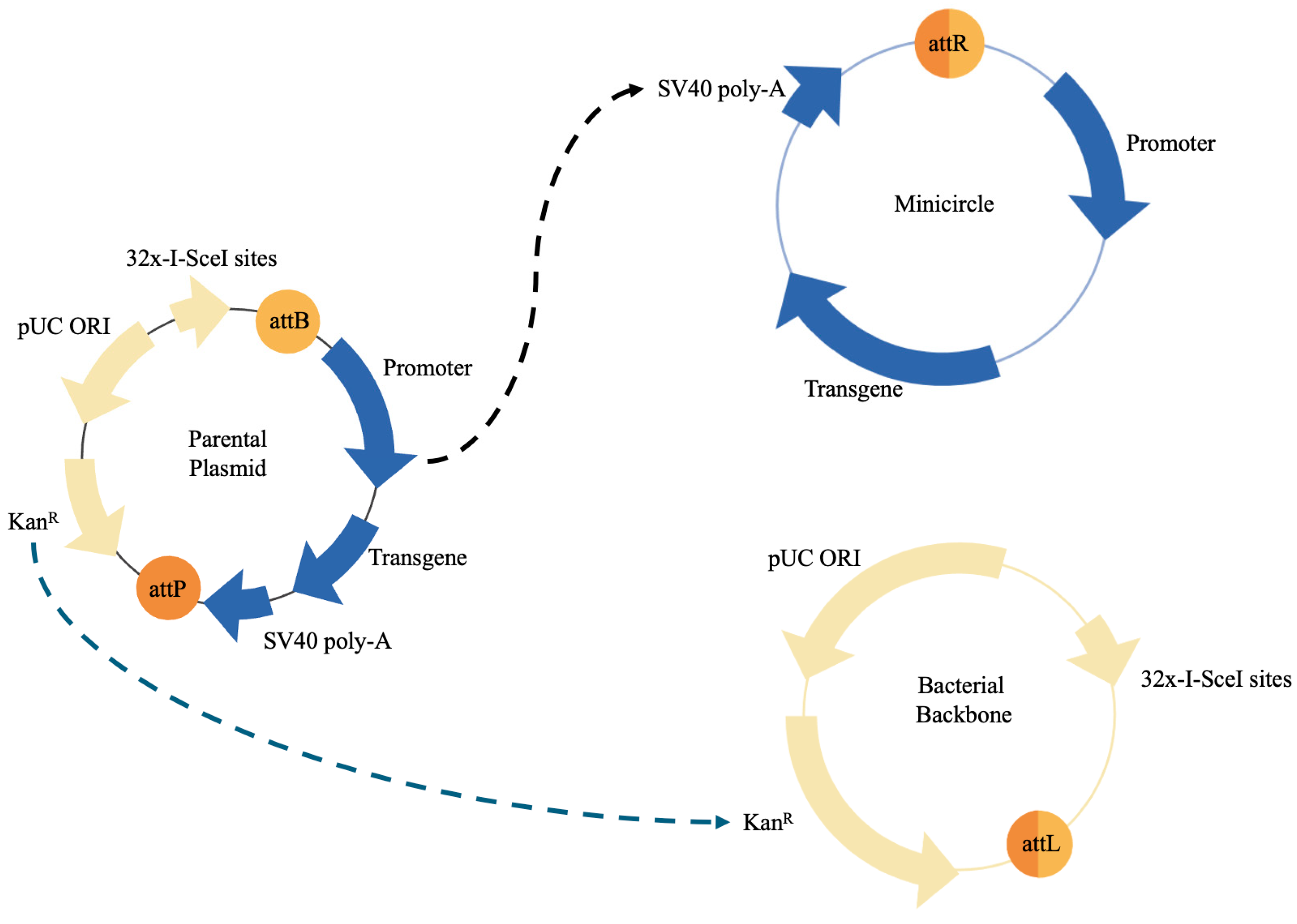 Ijms 25 07791 g001 Ijms 25 07791 g001