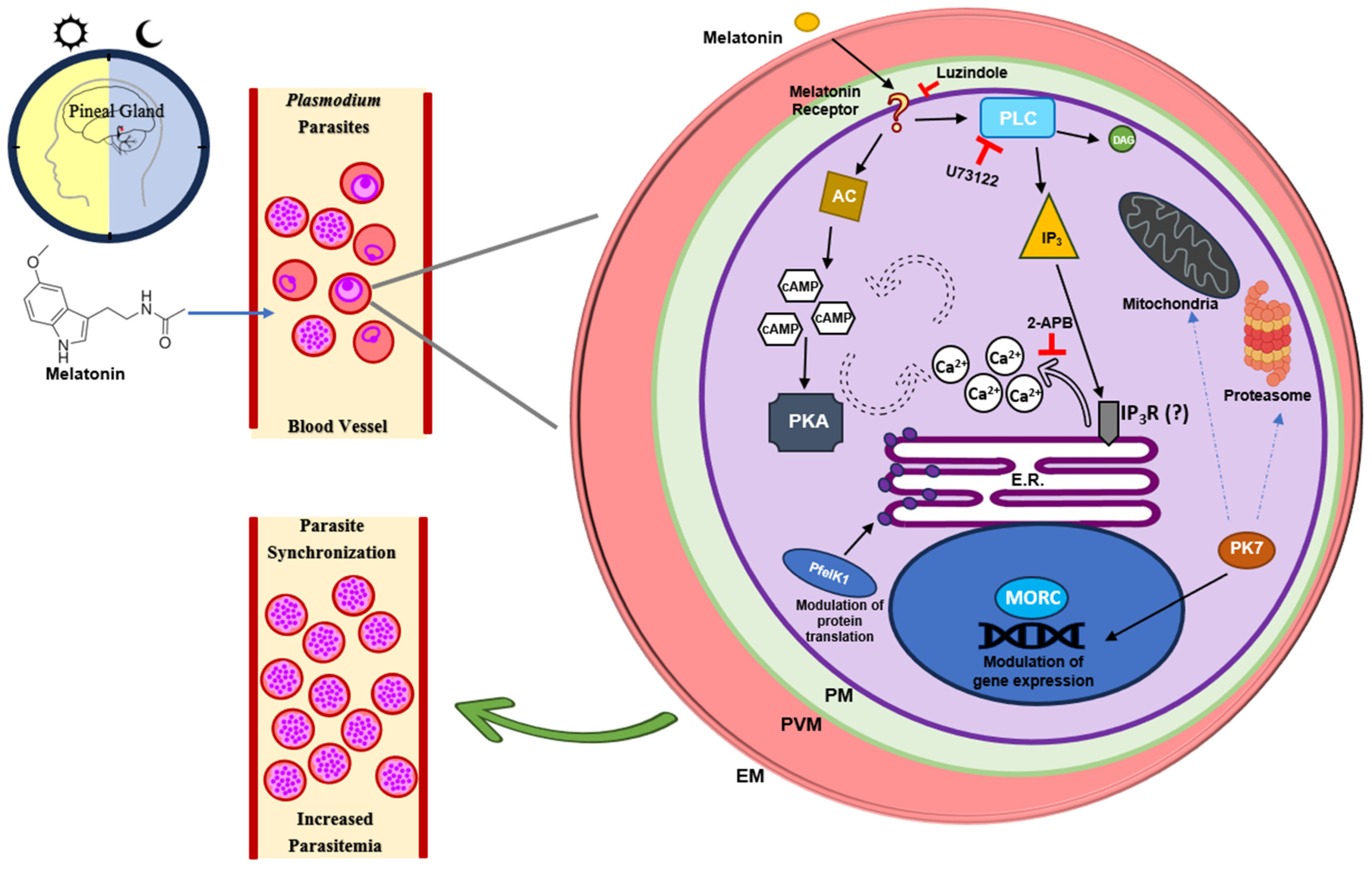 Ijms 25 07815 g001 Ijms 25 07815 g001