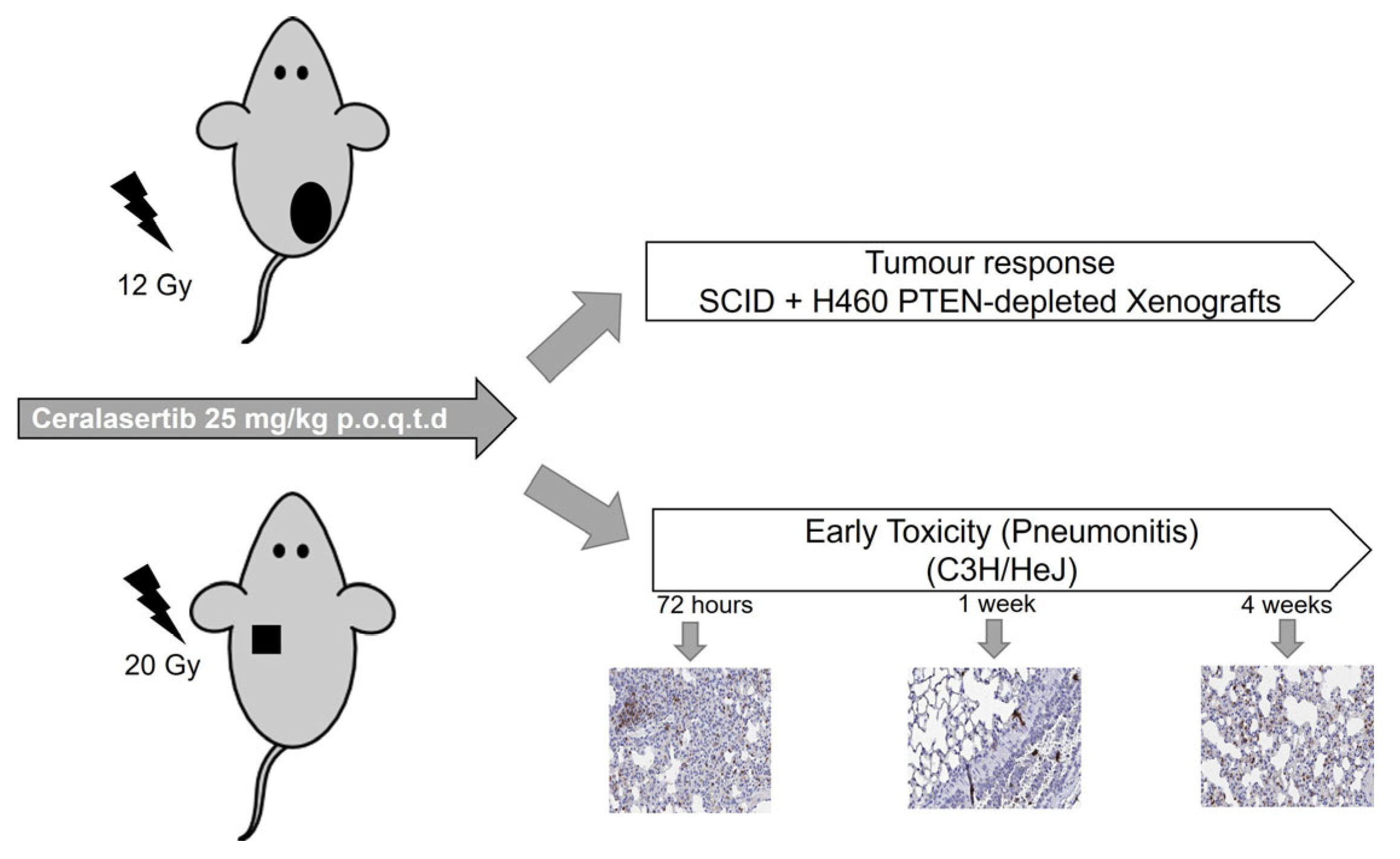 Ijms 25 07817 g004 Ijms 25 07817 g004