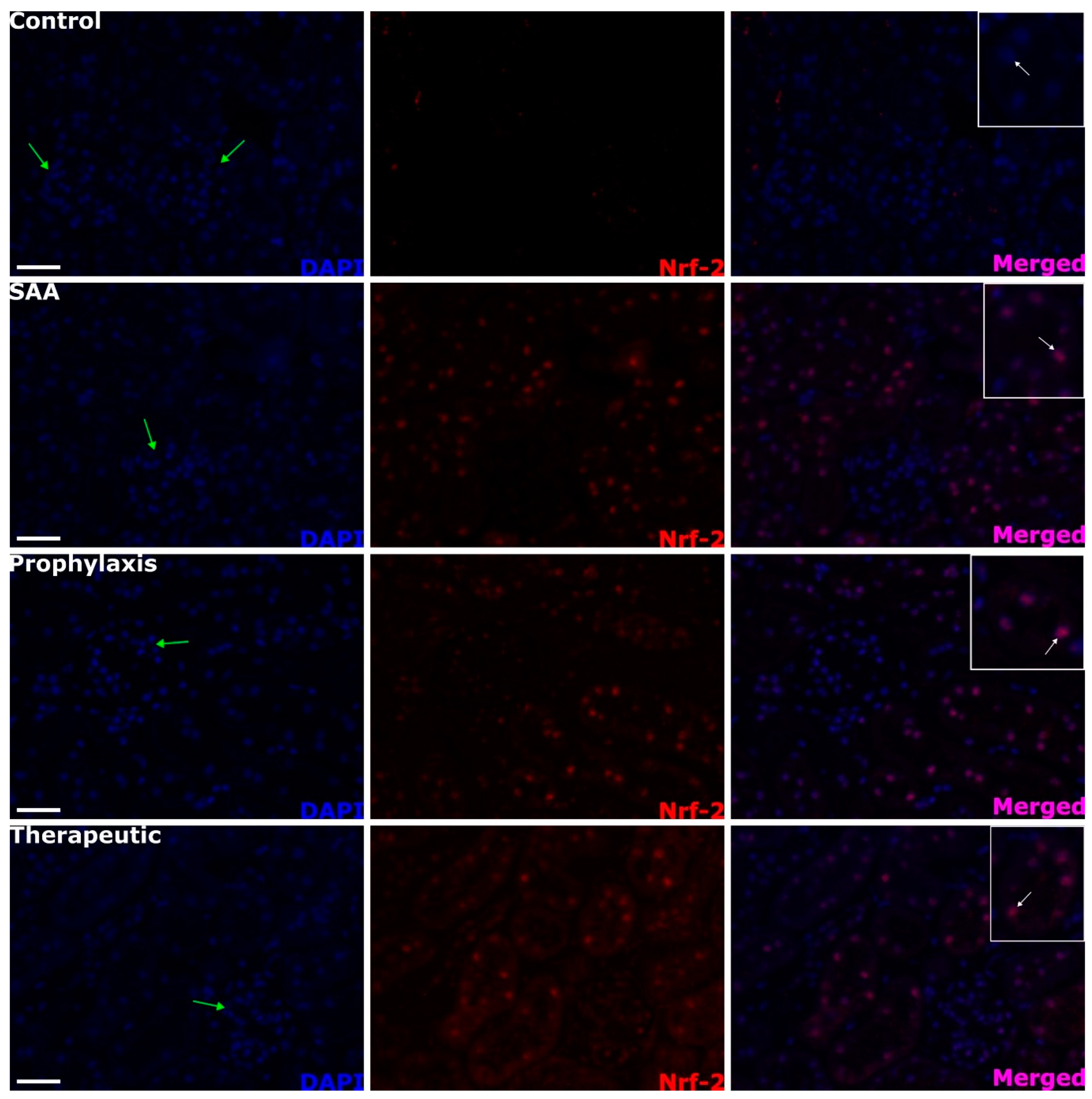 Ijms 25 07863 g004 Ijms 25 07863 g004