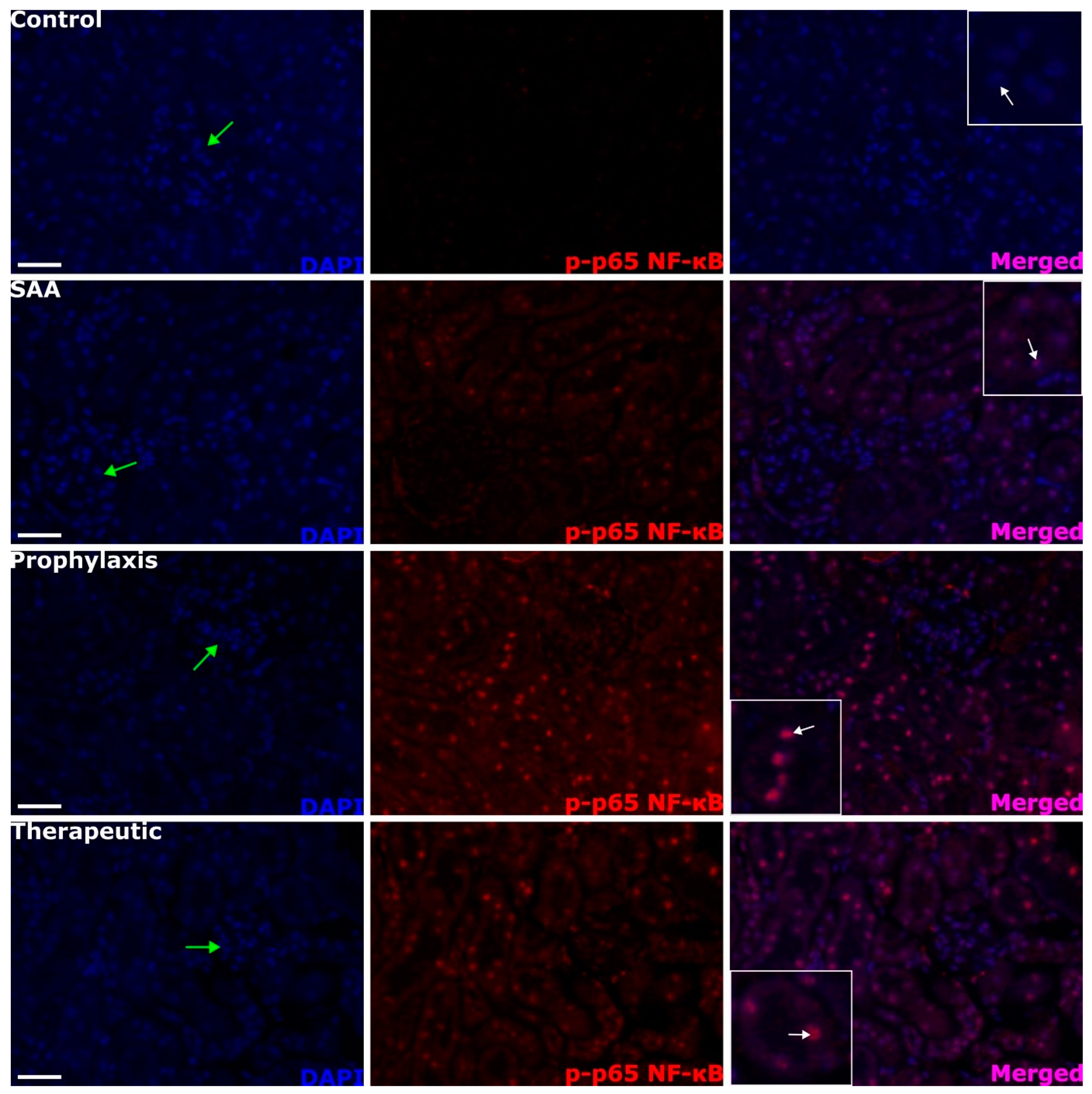 Ijms 25 07863 g005 Ijms 25 07863 g005