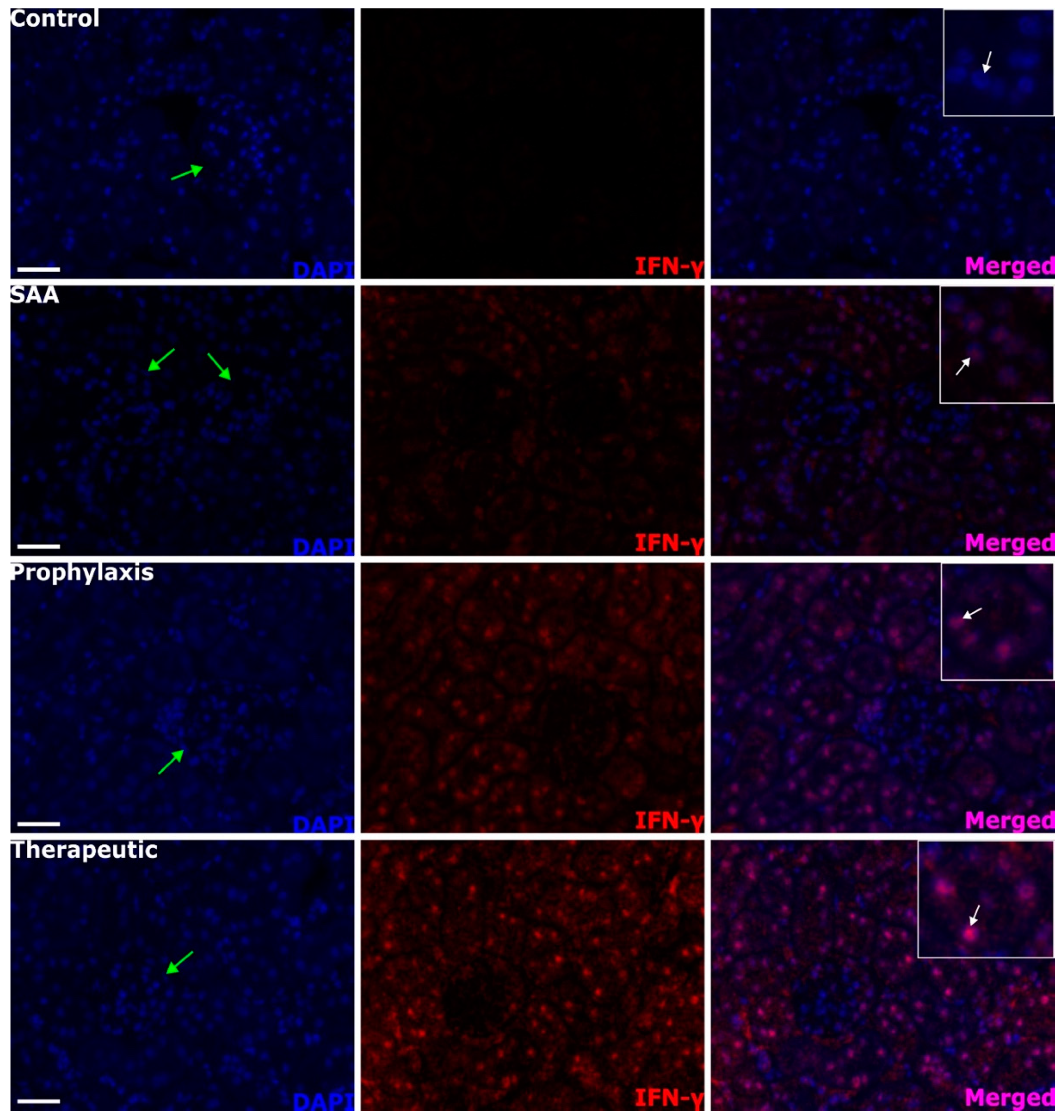 Ijms 25 07863 g008 Ijms 25 07863 g008