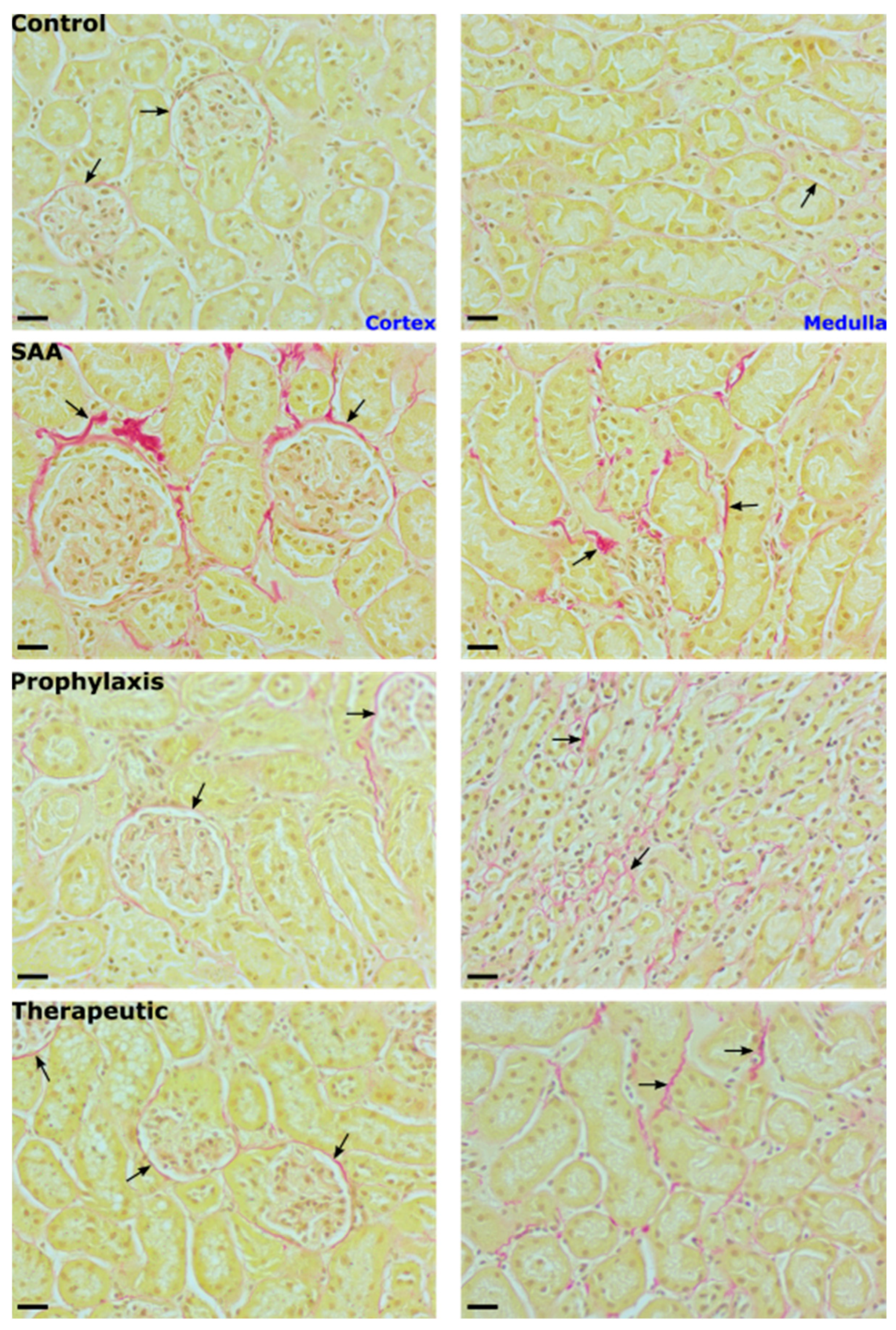 Ijms 25 07863 g011 Ijms 25 07863 g011
