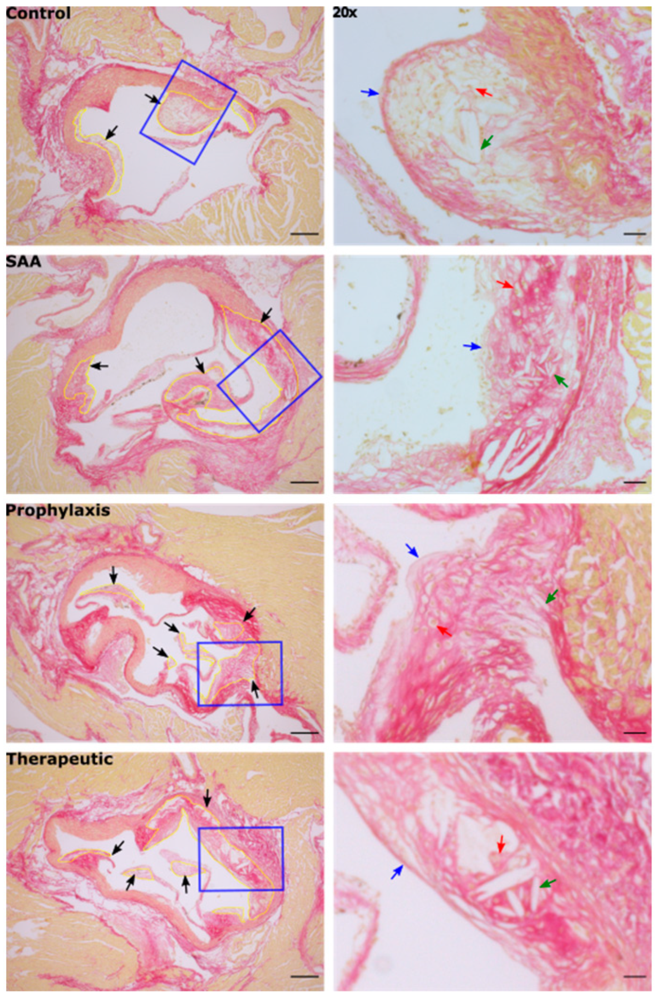 Ijms 25 07863 g012 Ijms 25 07863 g012