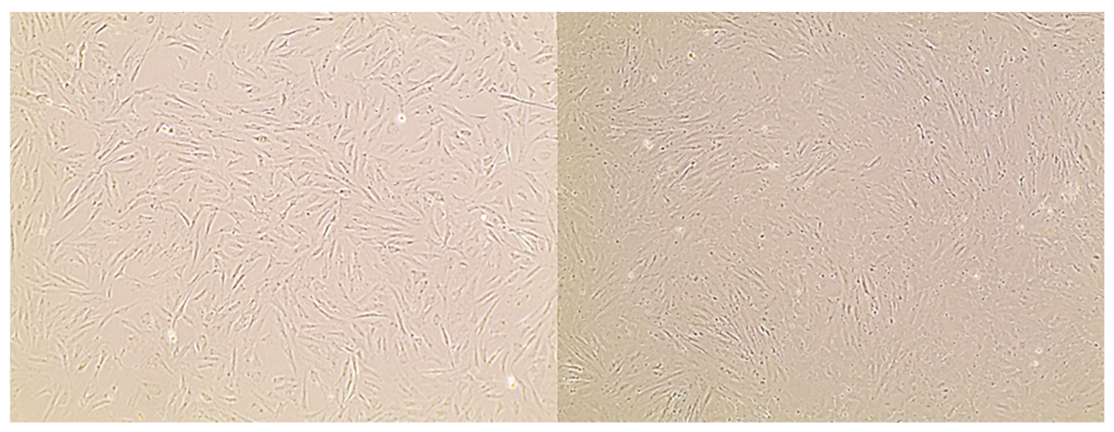 Ijms 25 07905 g001 Ijms 25 07905 g001