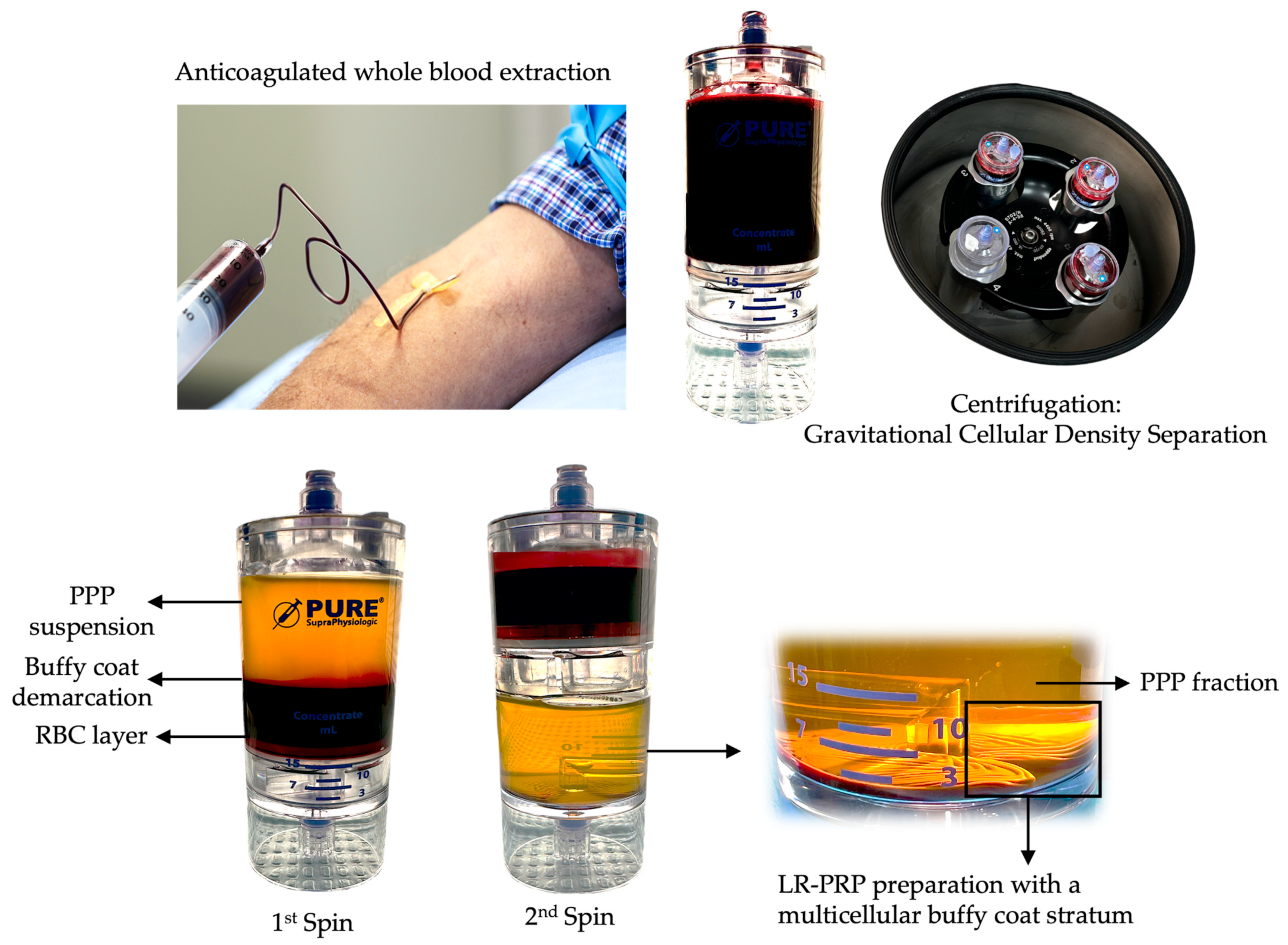 Ijms 25 07914 g001 Ijms 25 07914 g001