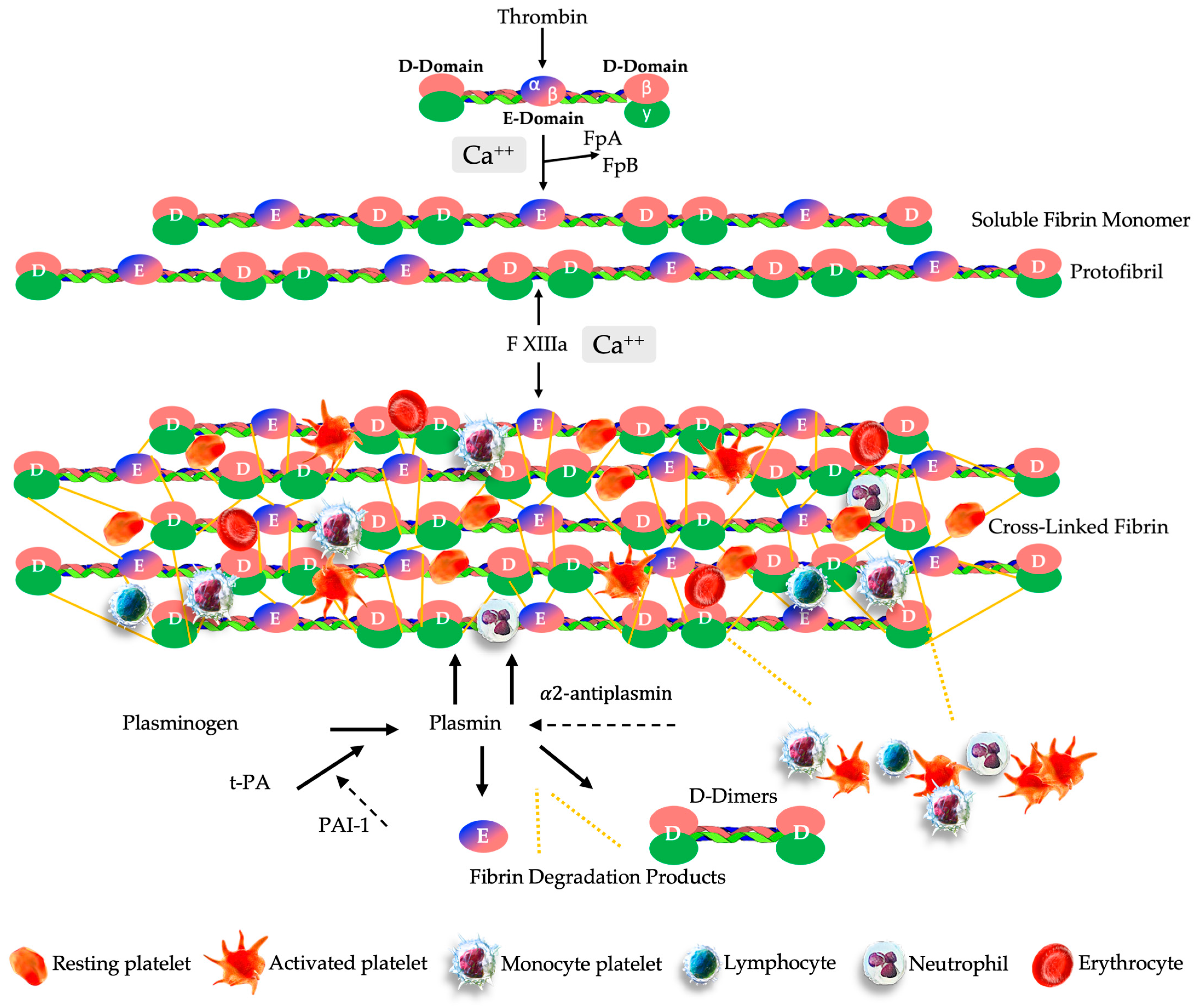 Ijms 25 07914 g004 Ijms 25 07914 g004