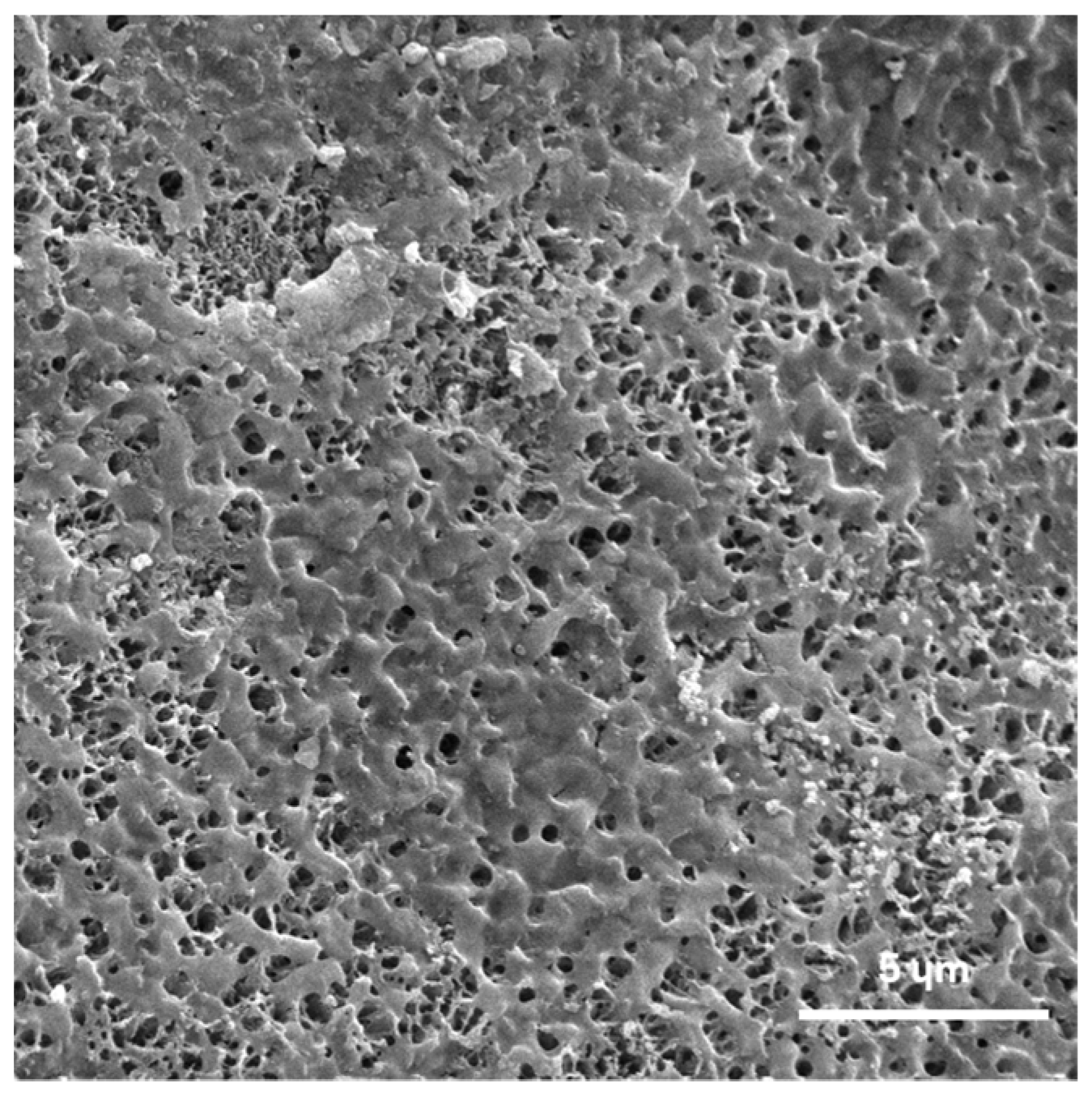 Ijms 25 07940 g002 Ijms 25 07940 g002