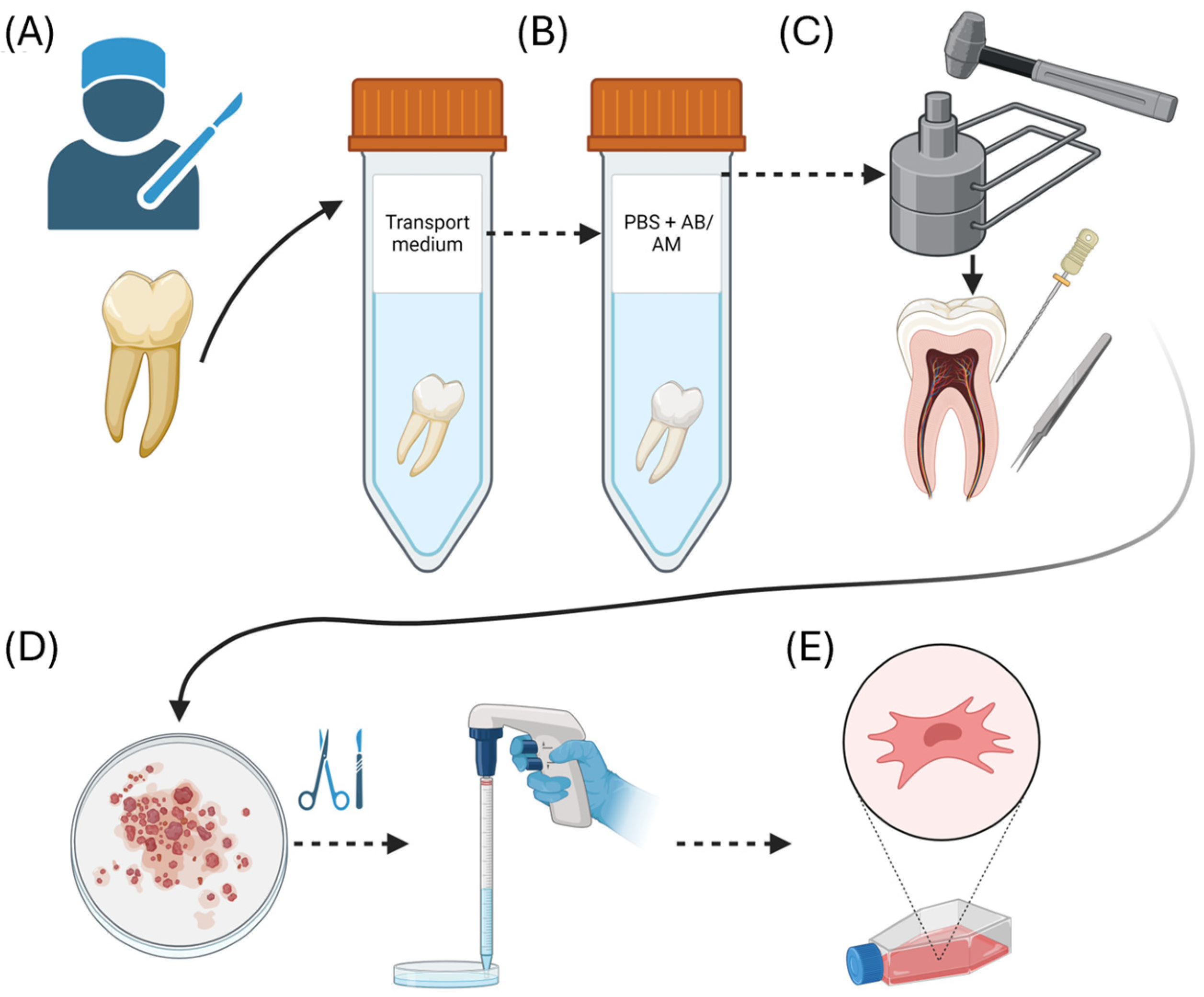 Ijms 25 07940 g008 Ijms 25 07940 g008