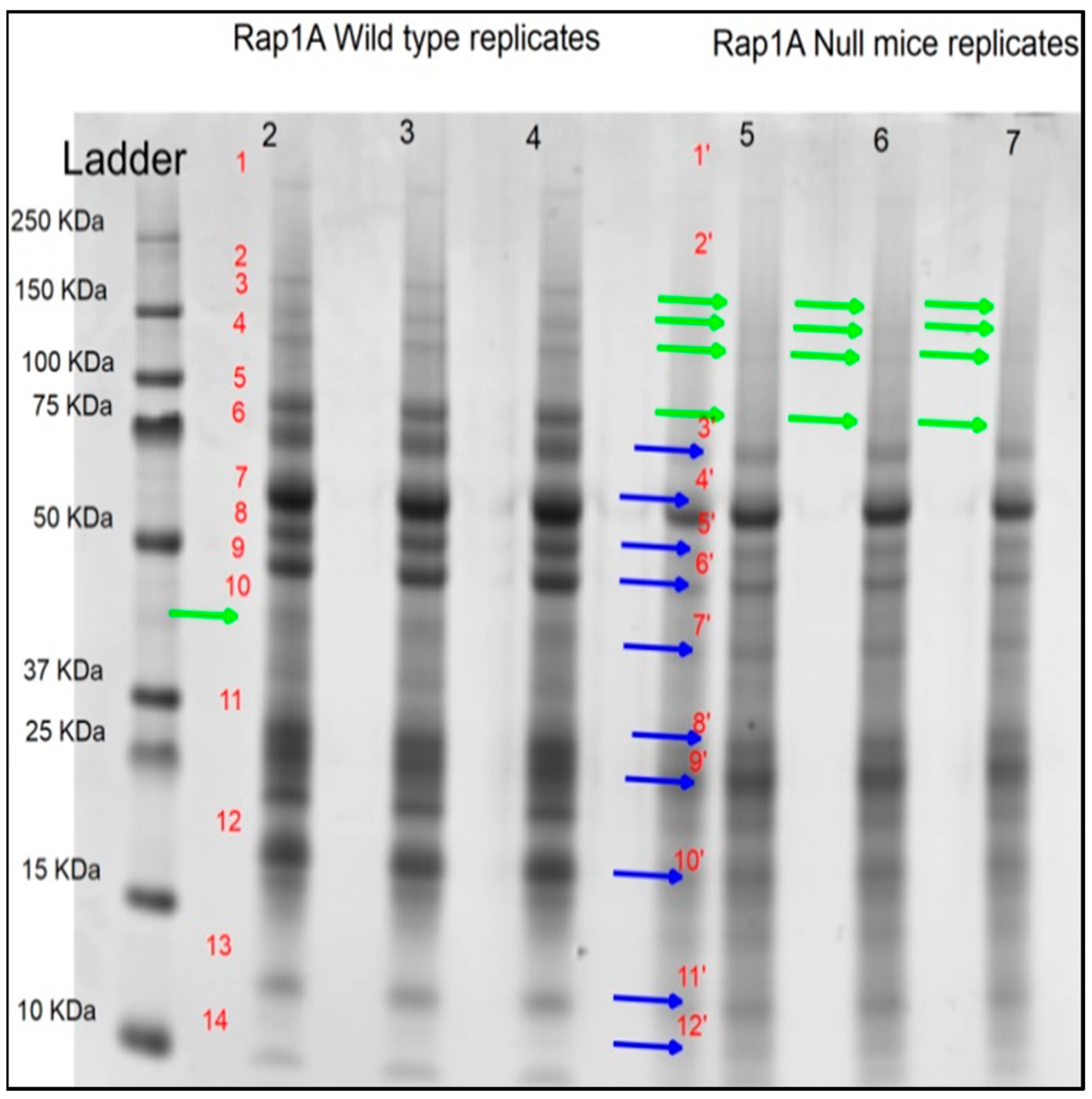 Ijms 25 08013 g001 Ijms 25 08013 g001