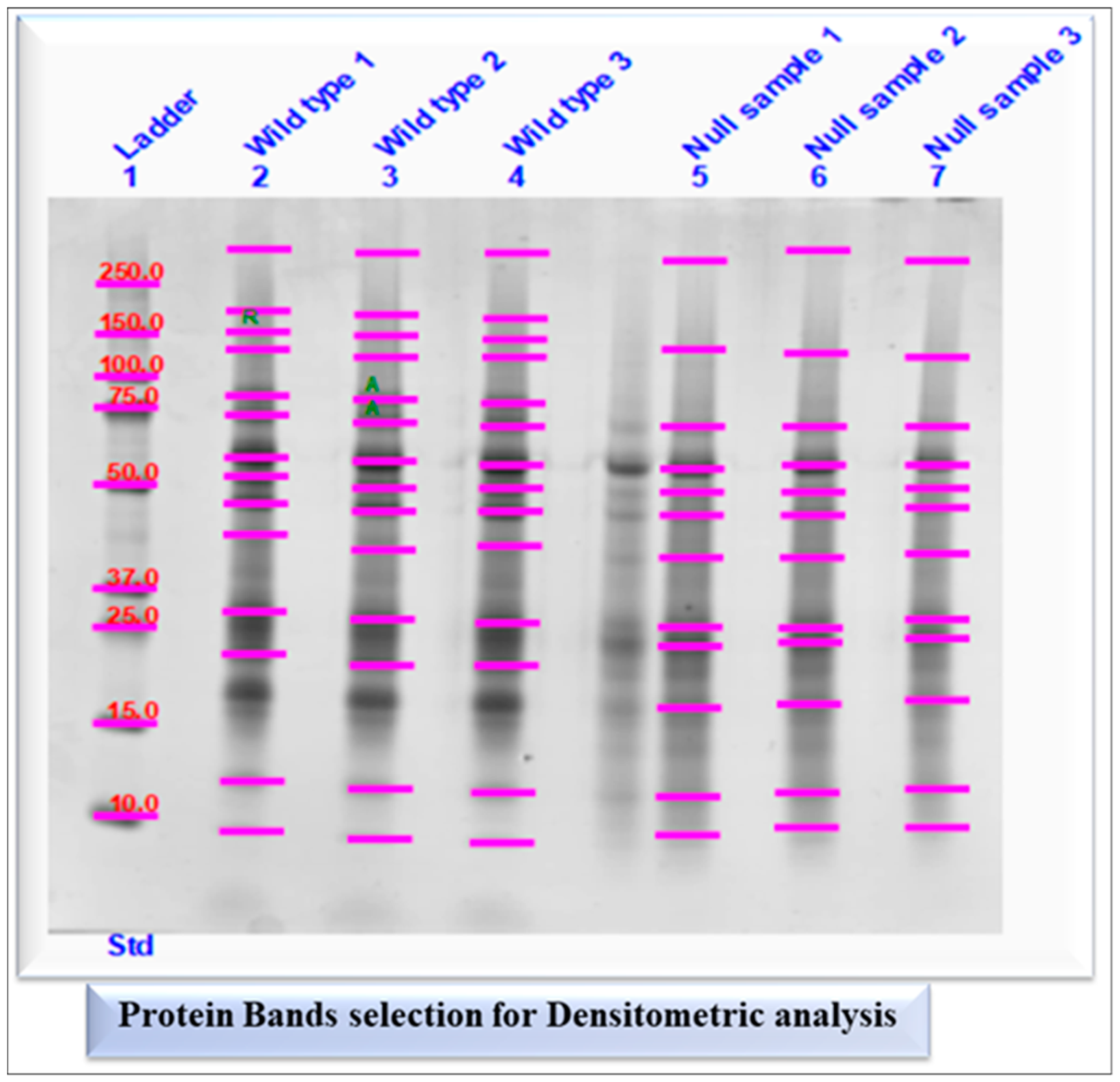 Ijms 25 08013 g002 Ijms 25 08013 g002