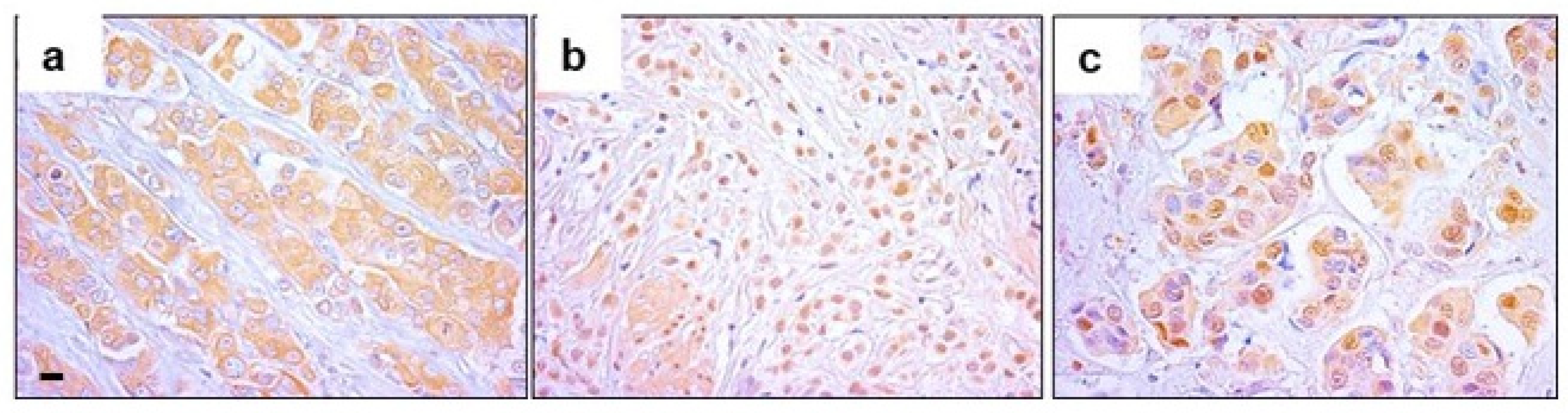 Ijms 25 08024 g001 Ijms 25 08024 g001