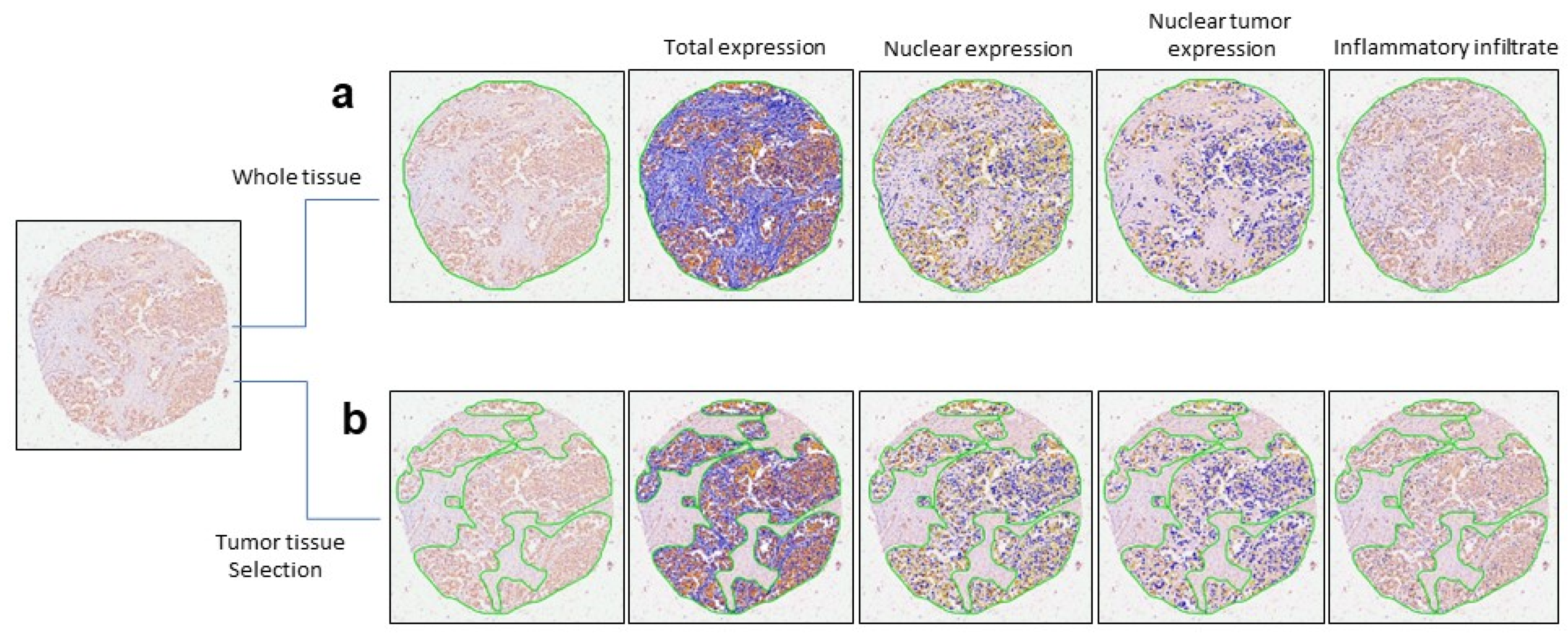 Ijms 25 08024 g002 Ijms 25 08024 g002