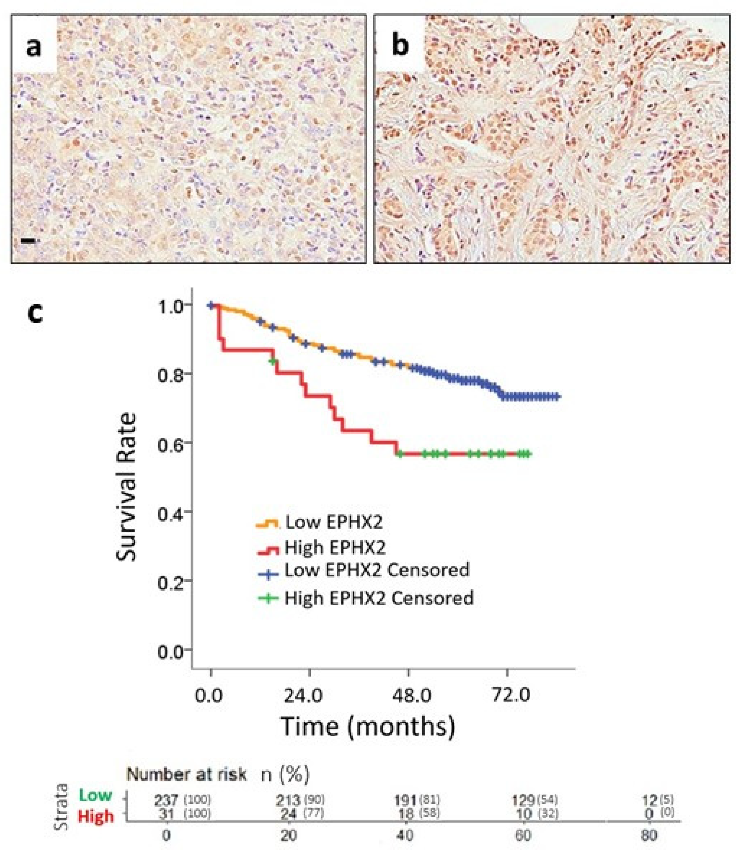 Ijms 25 08024 g004 Ijms 25 08024 g004