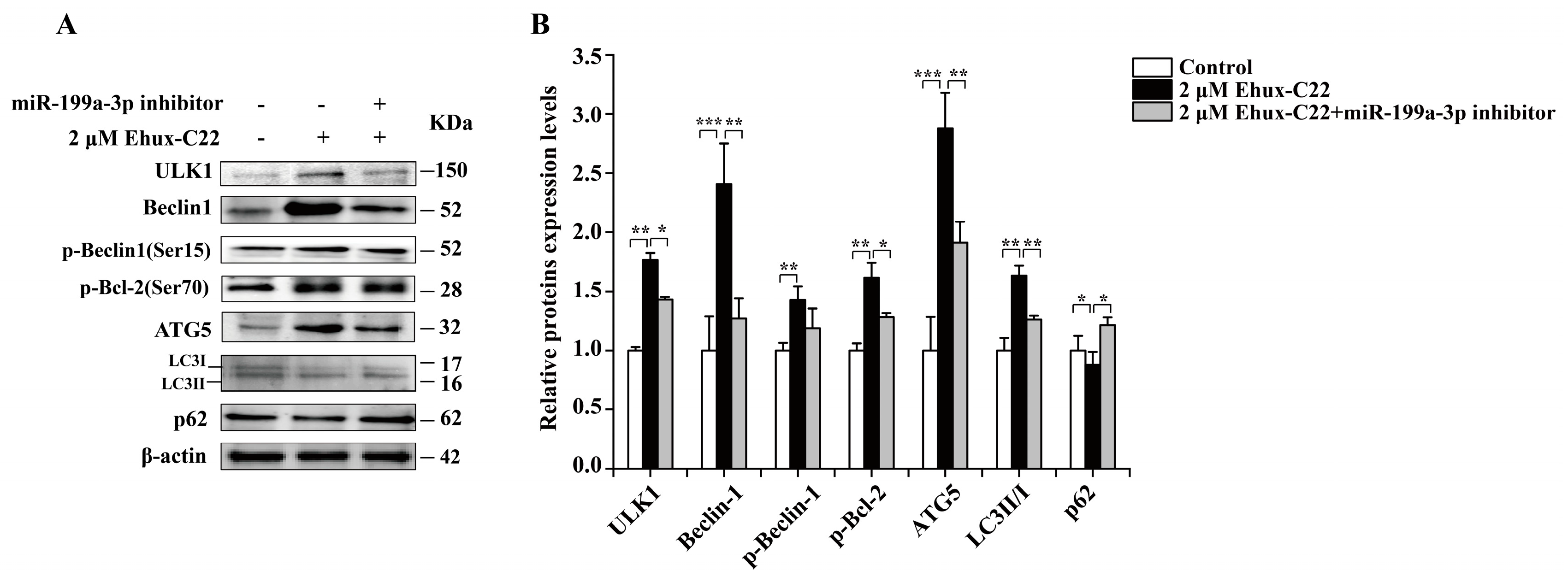 Ijms 25 08061 g008 Ijms 25 08061 g008