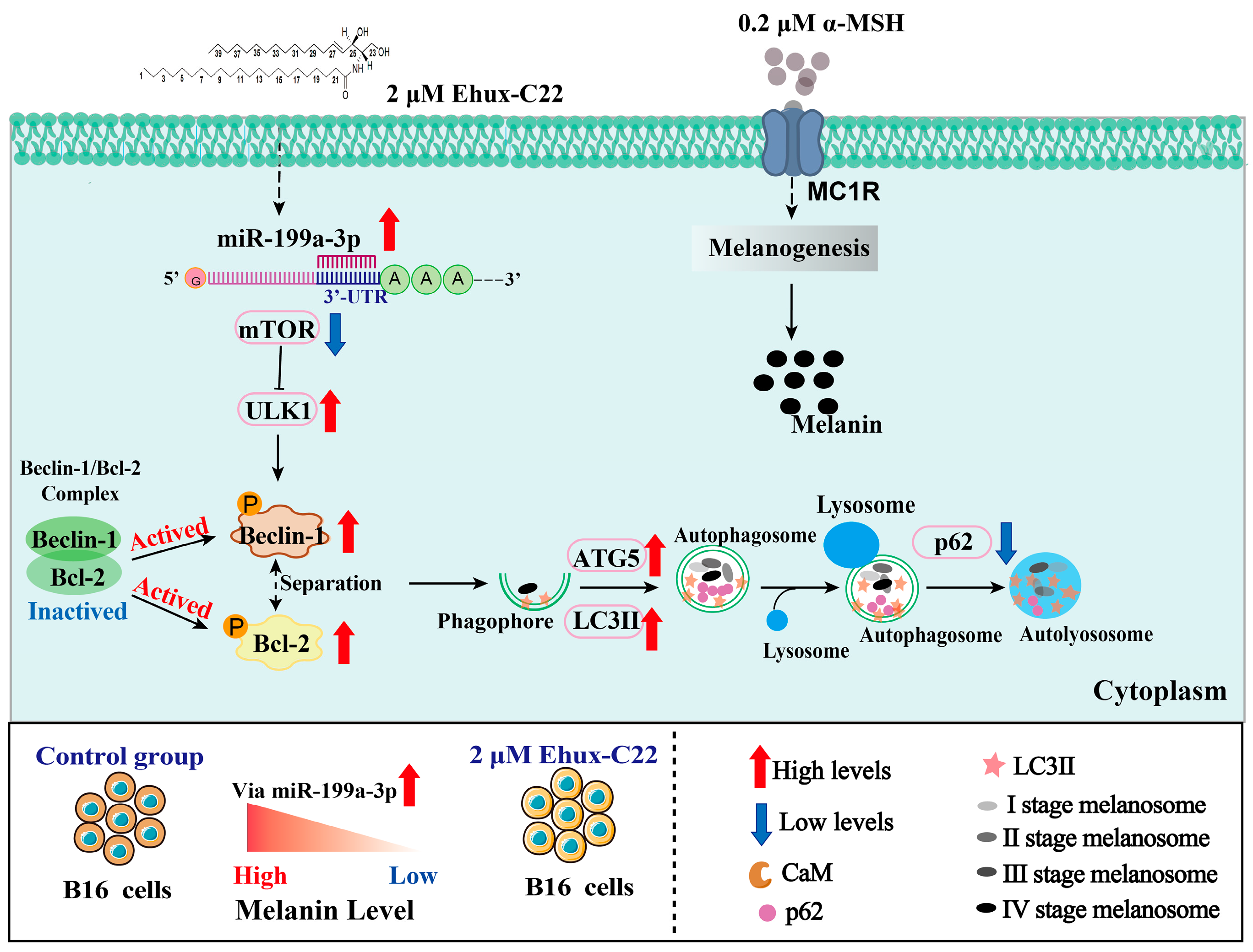 Ijms 25 08061 g009 Ijms 25 08061 g009
