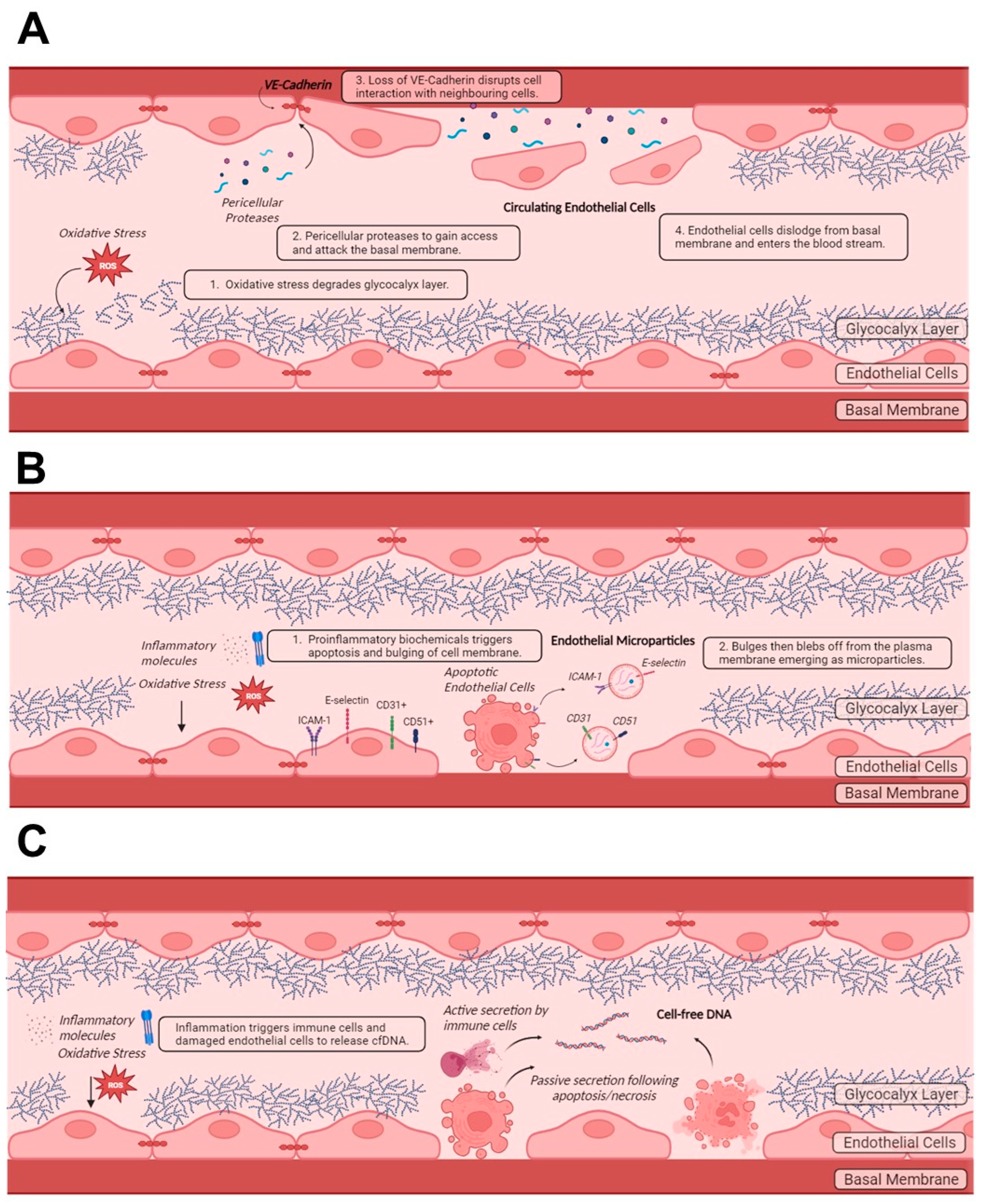 Ijms 25 08062 g004 Ijms 25 08062 g004
