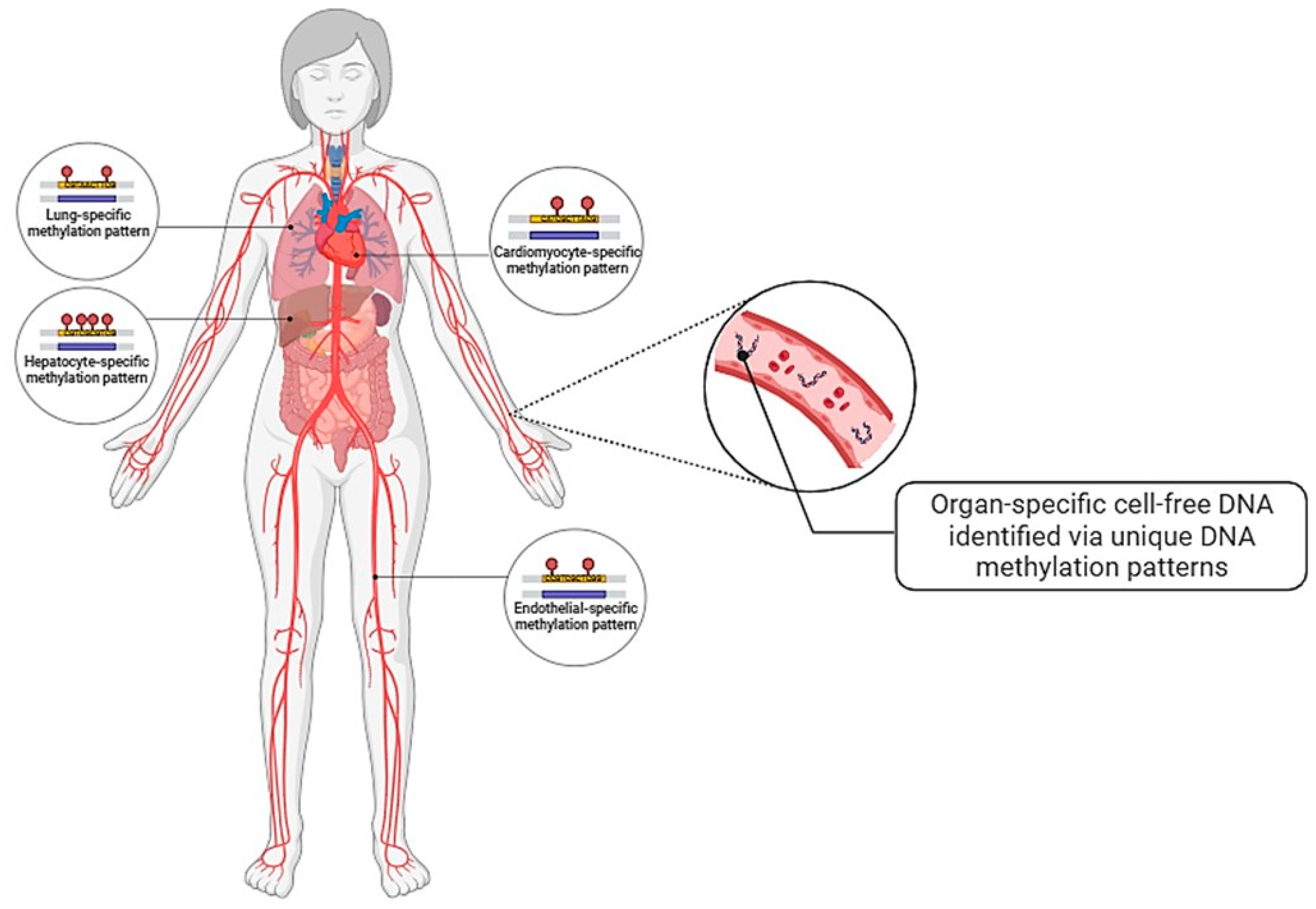 Ijms 25 08062 g005 Ijms 25 08062 g005