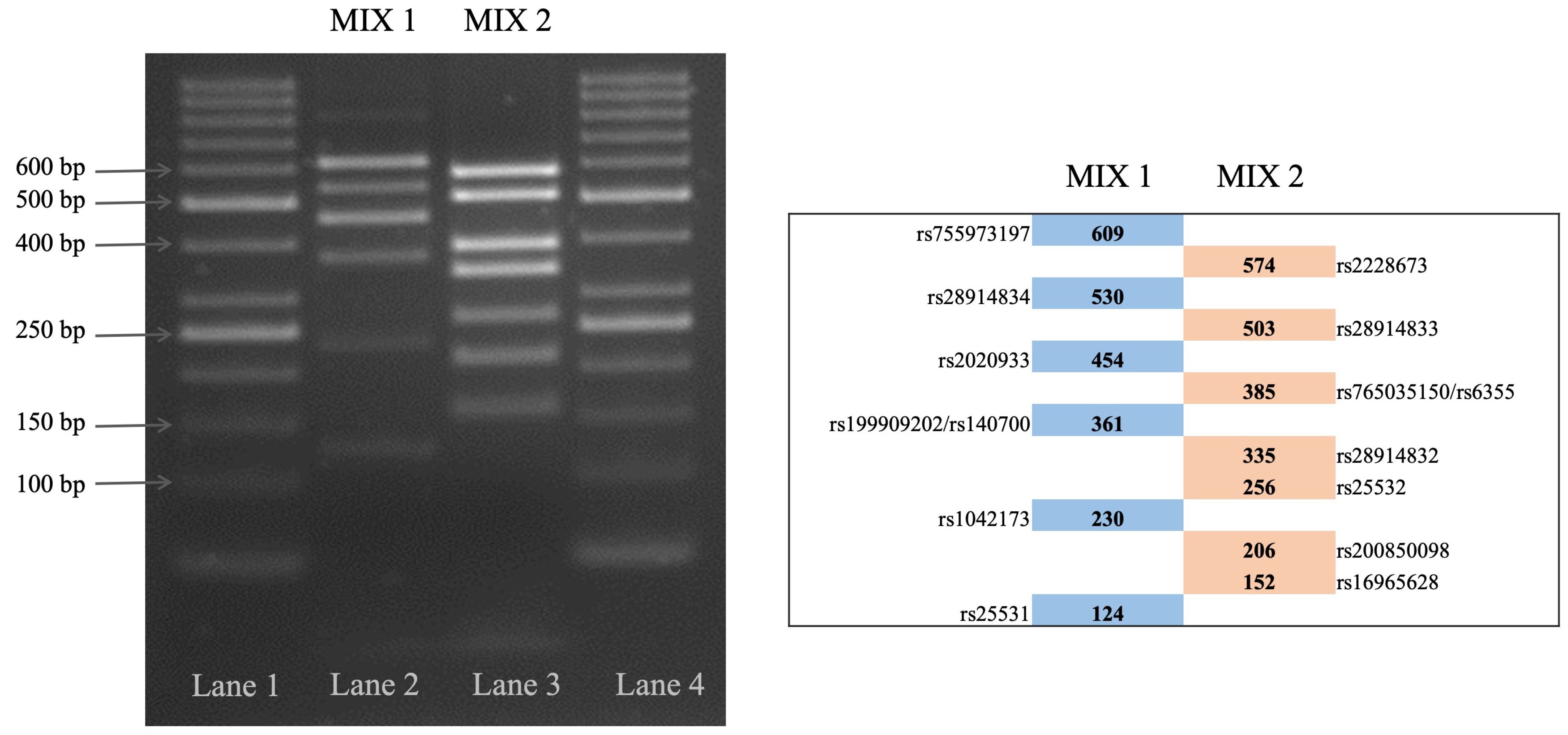 Ijms 25 08089 g002
