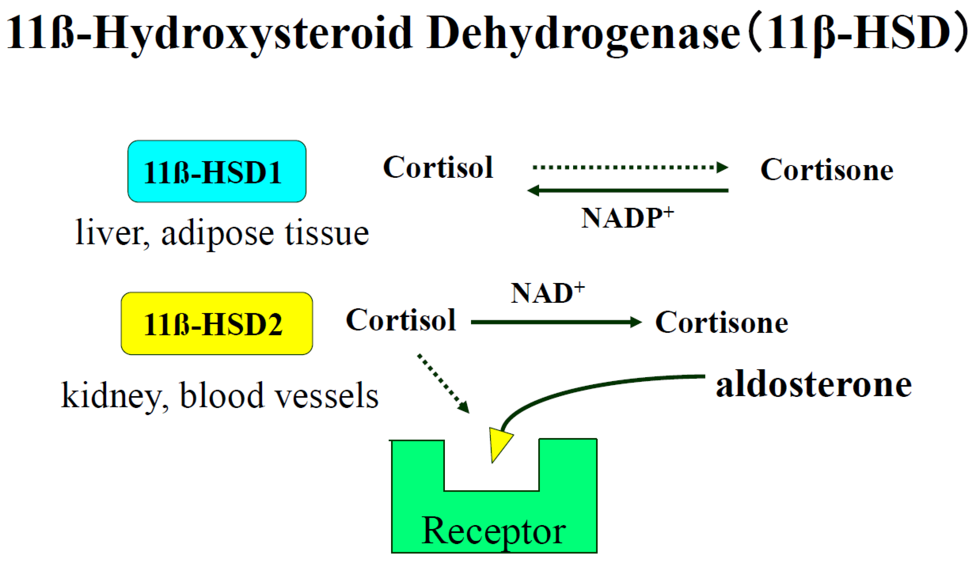 Ijms 25 08099 g003 Ijms 25 08099 g003