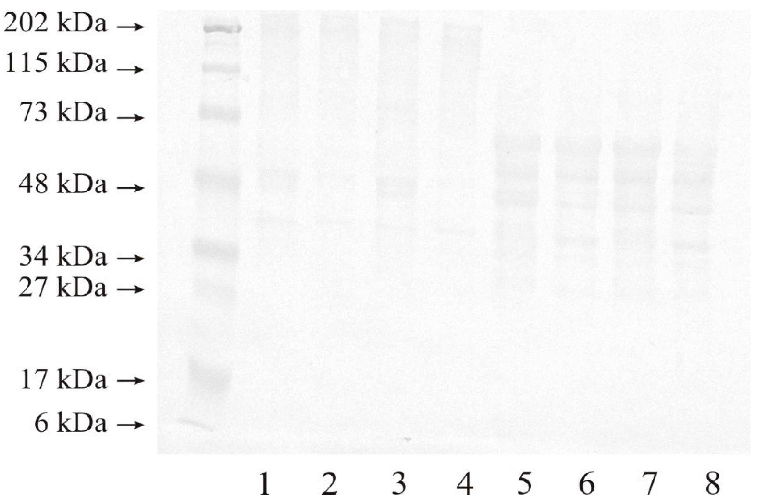 Ijms 25 08107 g002 Ijms 25 08107 g002