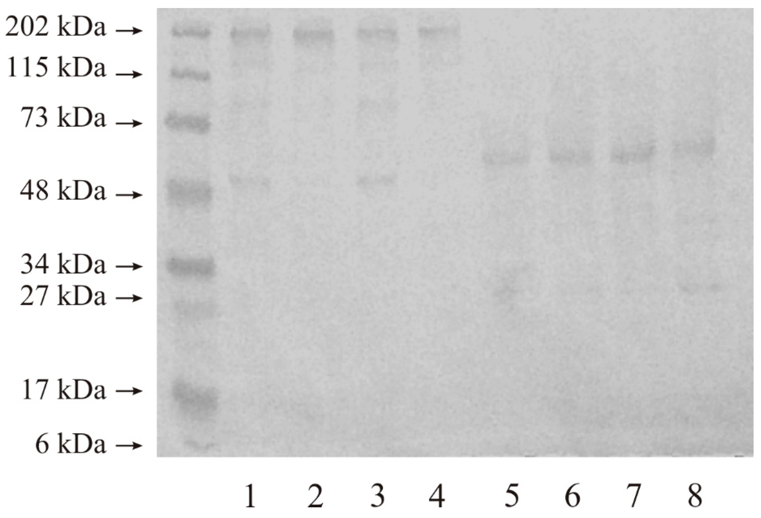 Ijms 25 08107 g003 Ijms 25 08107 g003