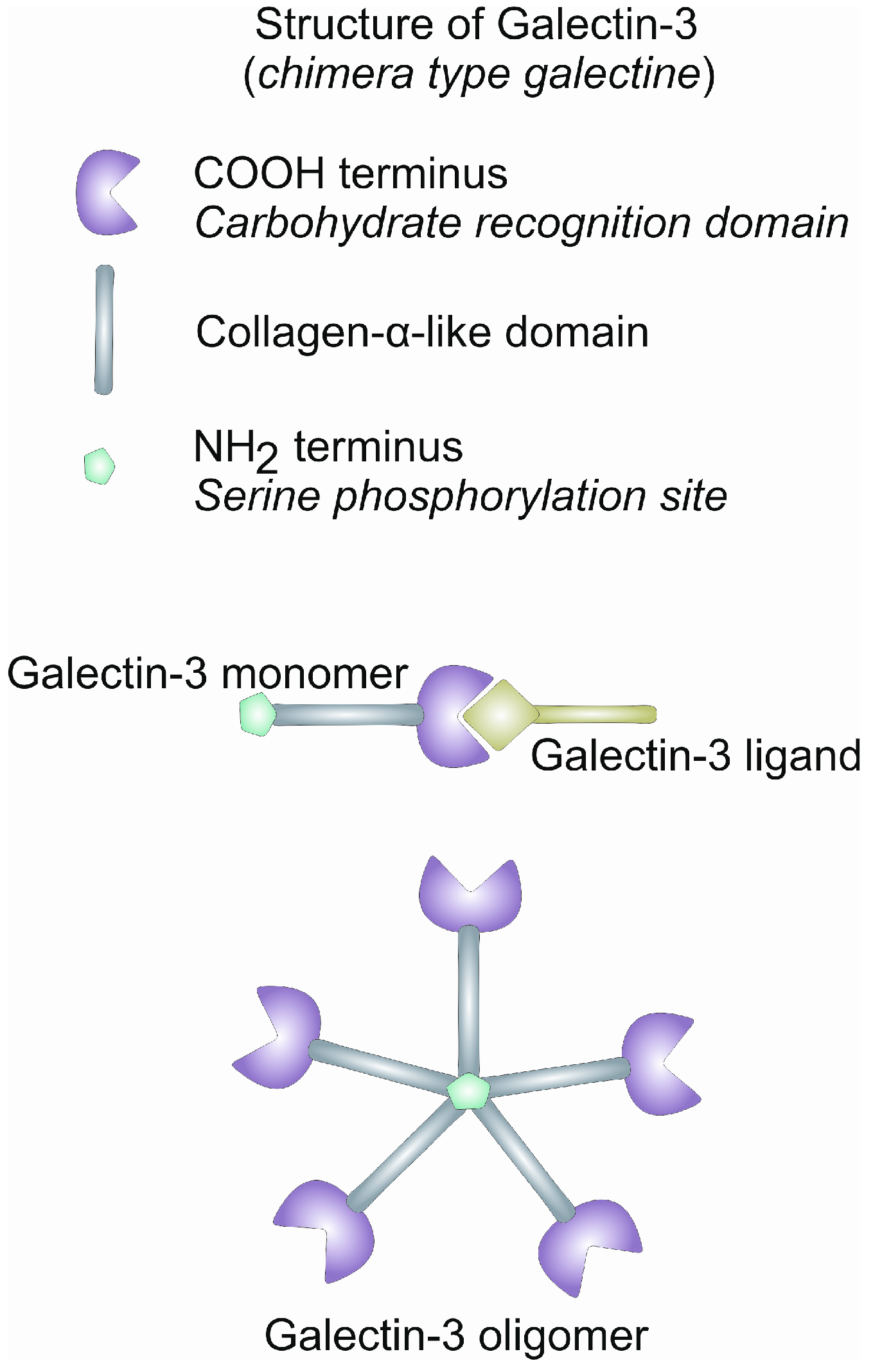 Ijms 25 08129 g001 Ijms 25 08129 g001