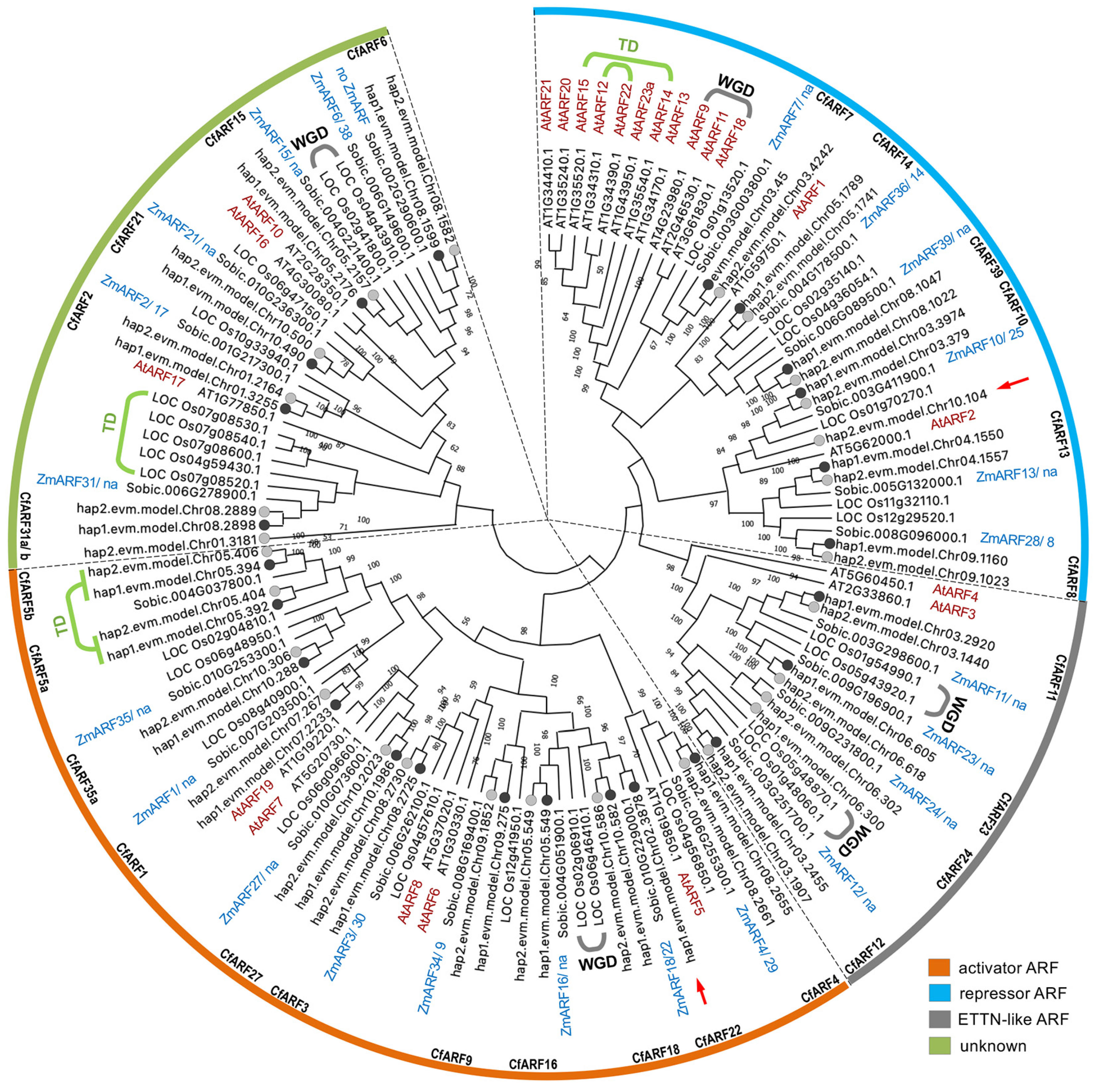 Ijms 25 08154 g001 Ijms 25 08154 g001