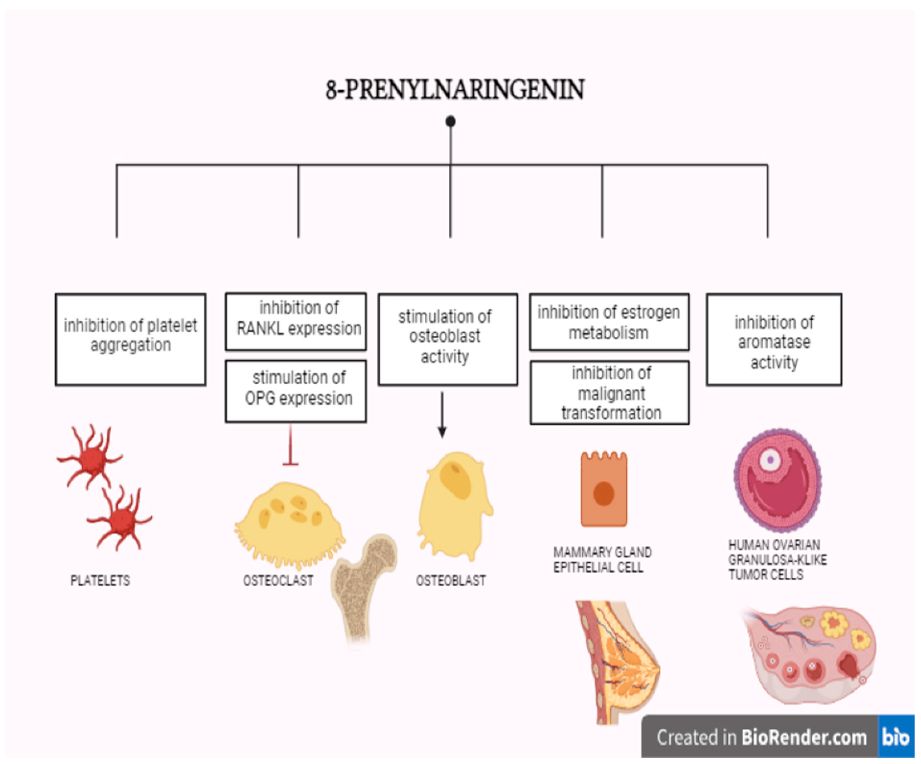 IJMS Free Full Text The Dual Faces of Oestrogen The Impact of  